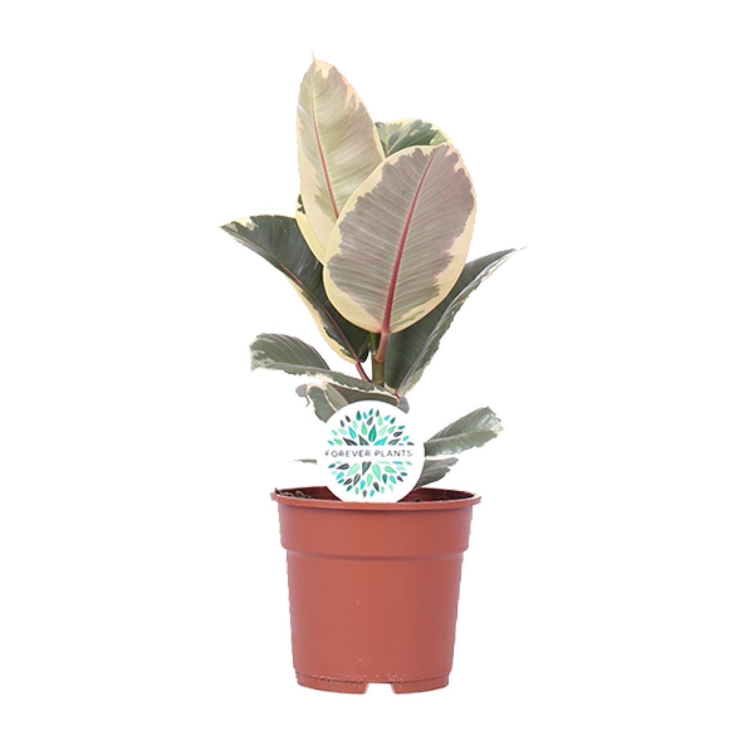 Ficus Elastica Tineke - Elegante Zimmerpflanze mit luftreinigenden Eigenschaften