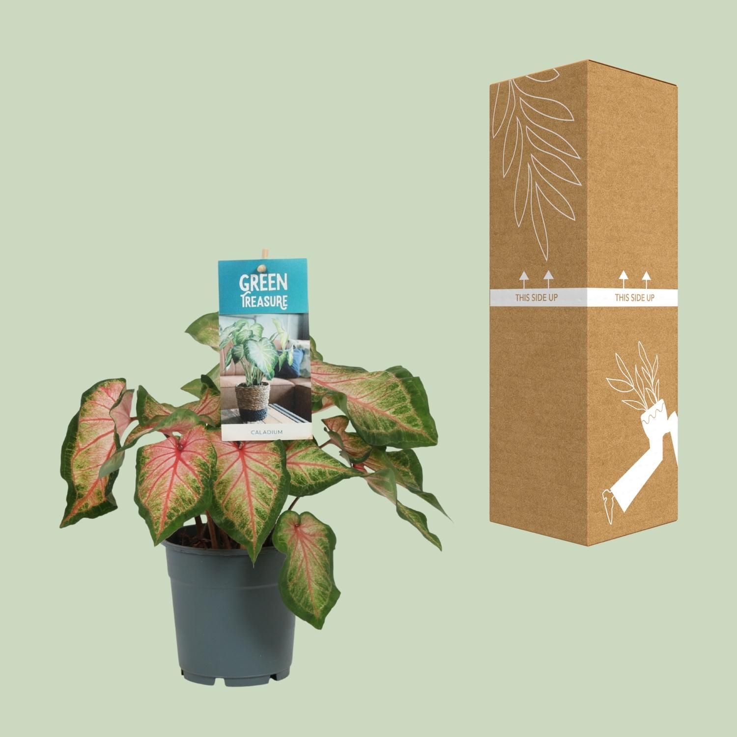 Caladium Zimmerpflanze mit rosa Blättern