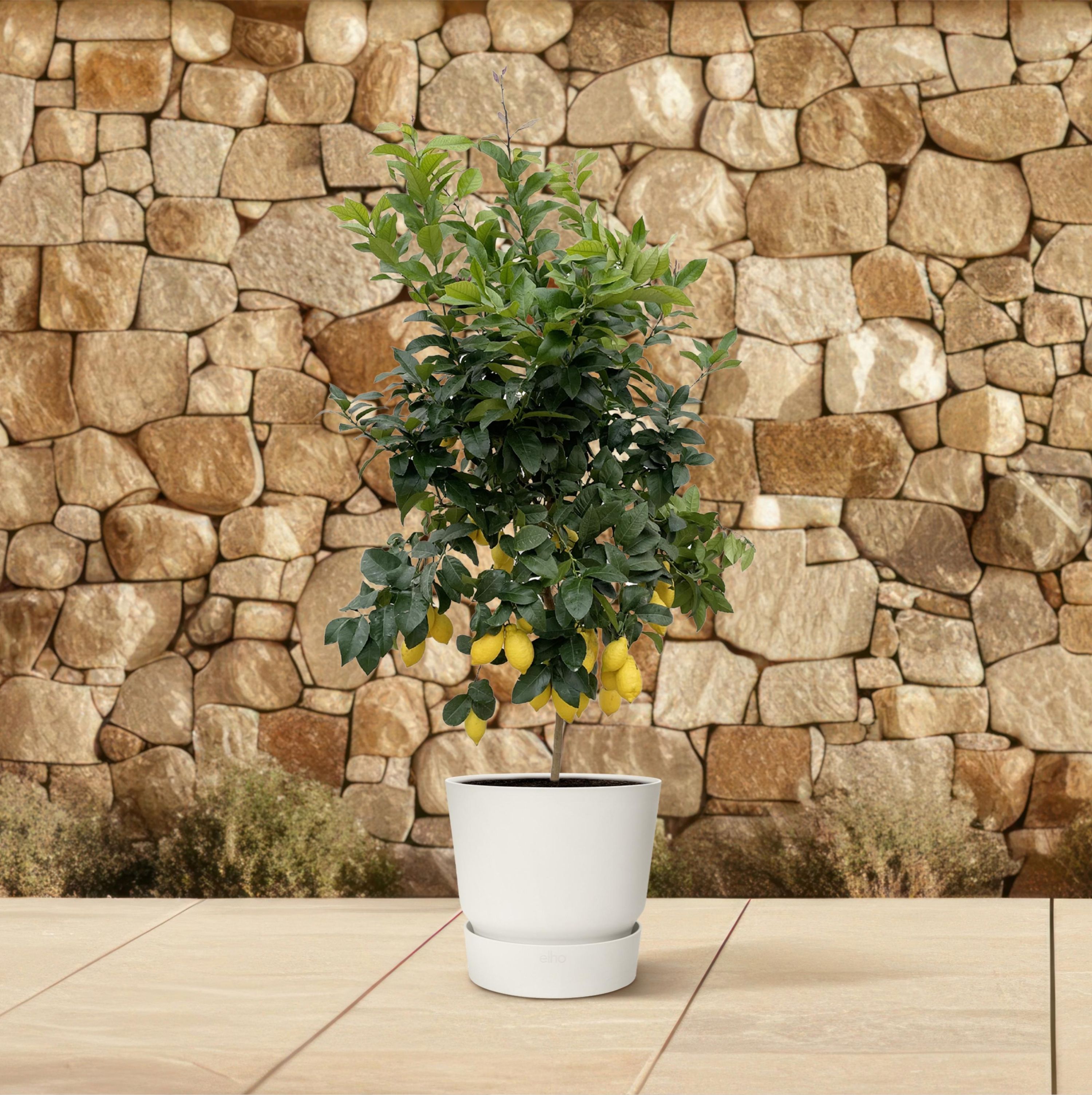 Citrus Calamondin Zimmerpflanze