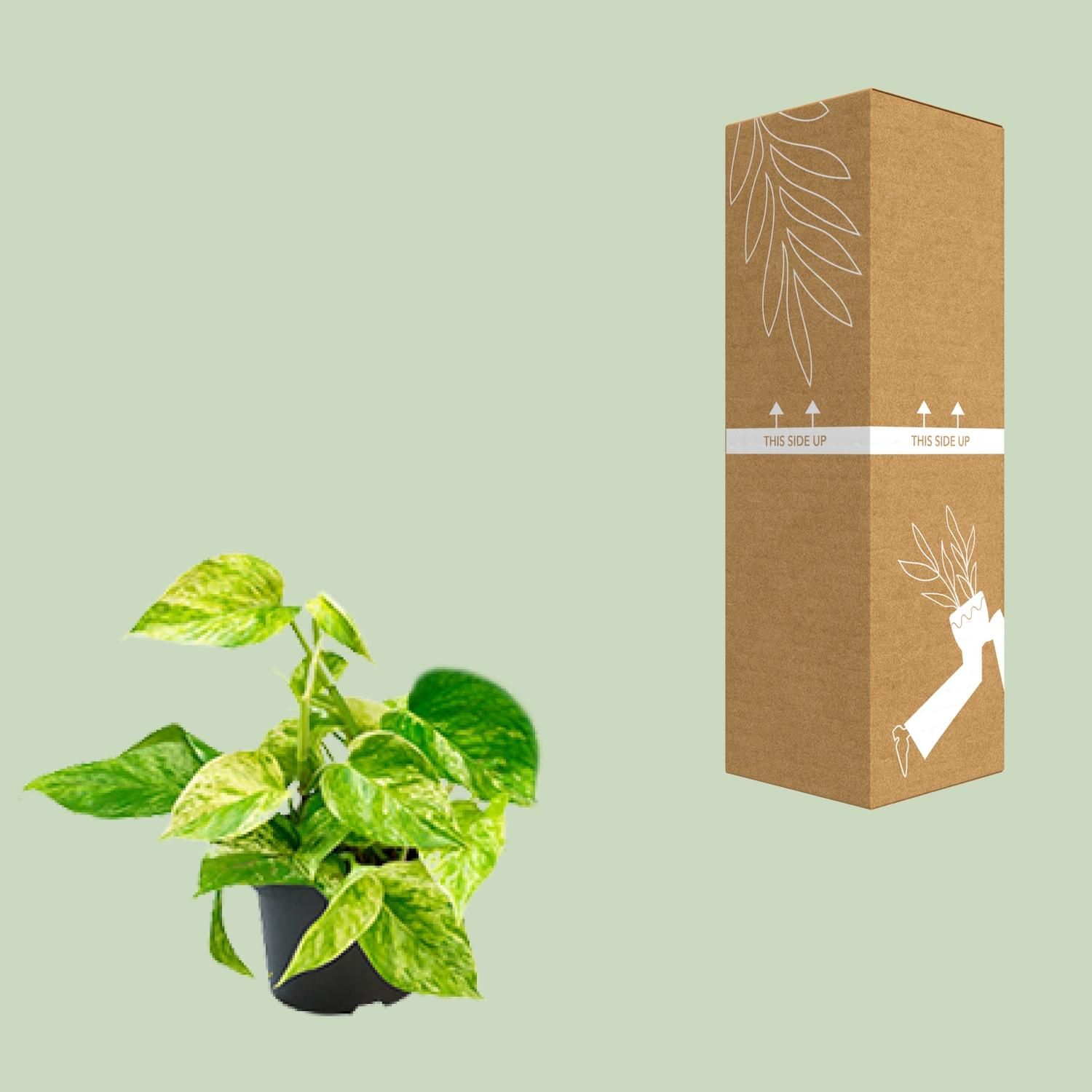Epipremnum Marble Queen Scindapsus Zimmerpflanze