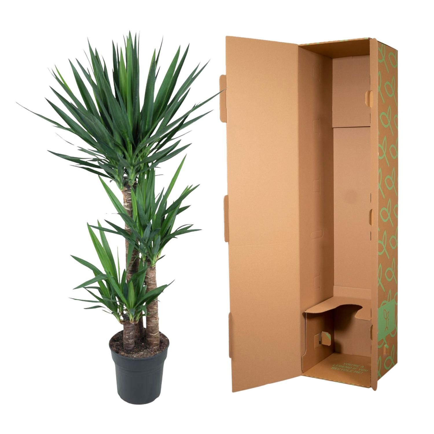 Yucca Elephantipe Elefantenpalme | 140 cm Höhe, Ø 27 cm Topf – Exotische Zimmerpflanze für Wohnräume