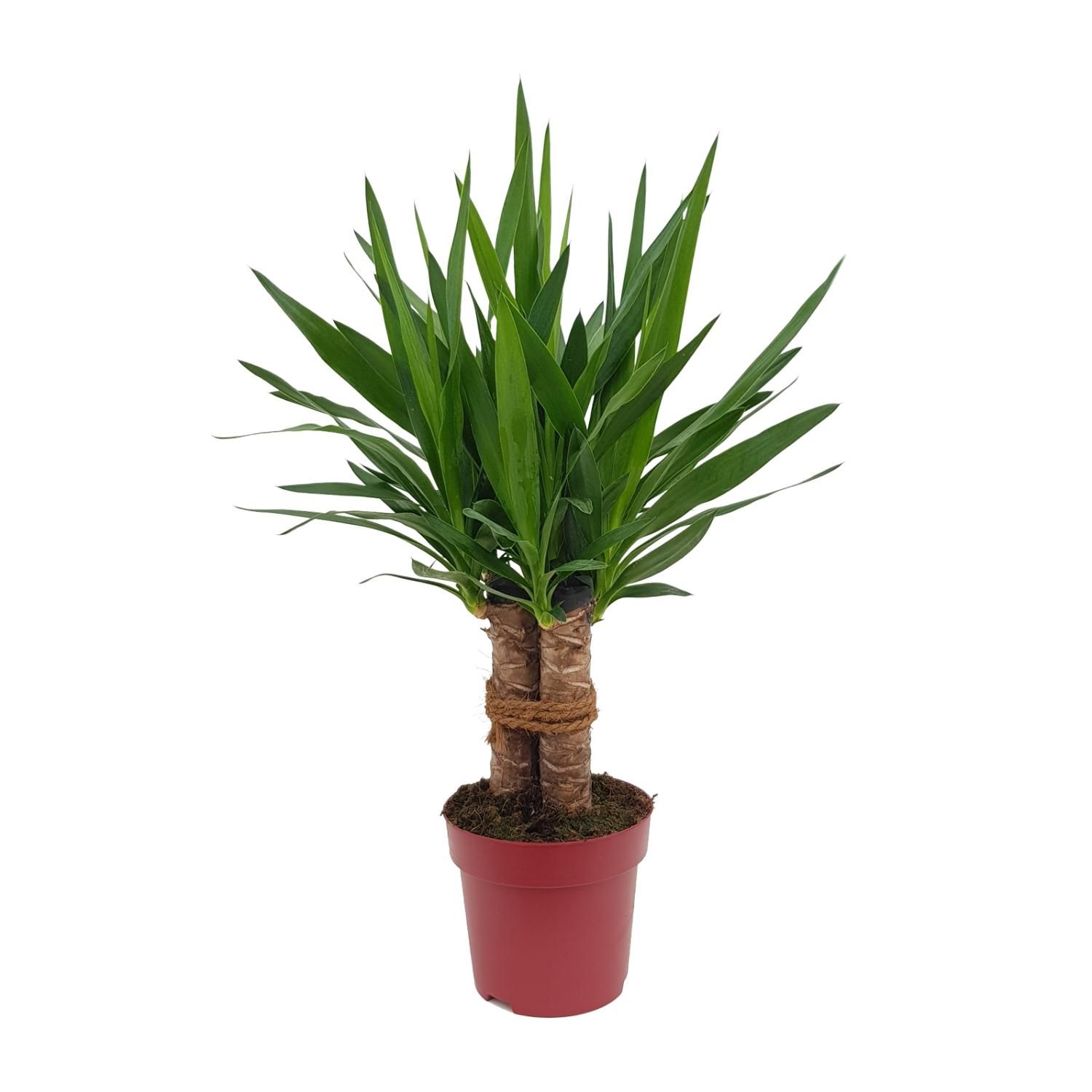 Yucca Tres Cañas – Tropische Zimmerpflanze