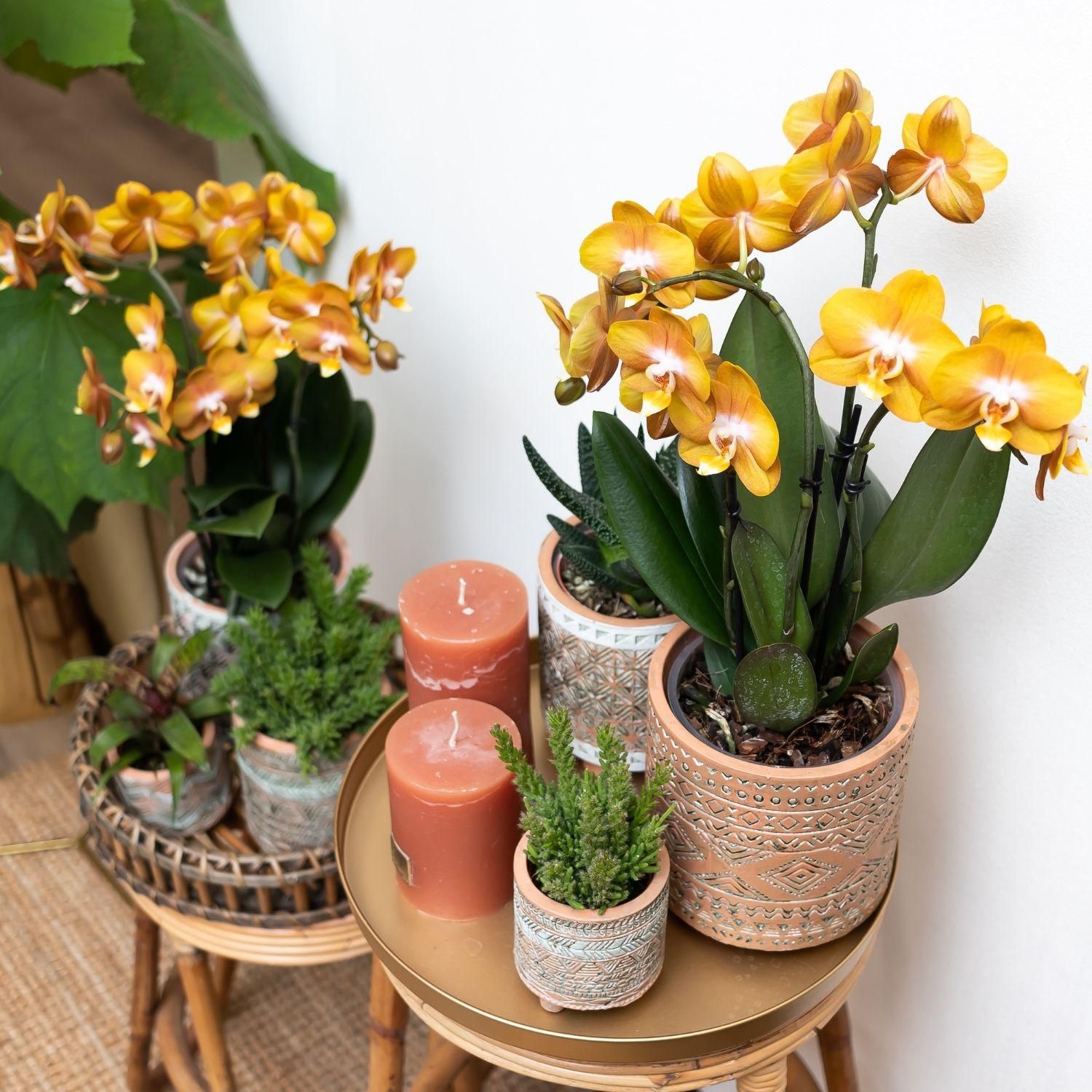 Phalaenopsis Orchidee Jewel Las Vegas Orange