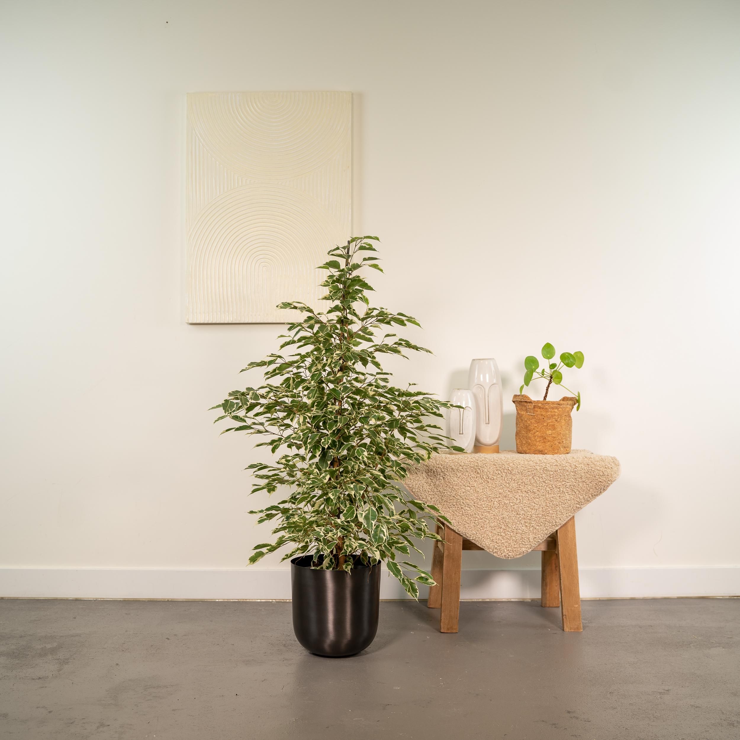 Ficus benjamina Twilight – Ø21cm – ↕95cm + Topf Mayk Lead