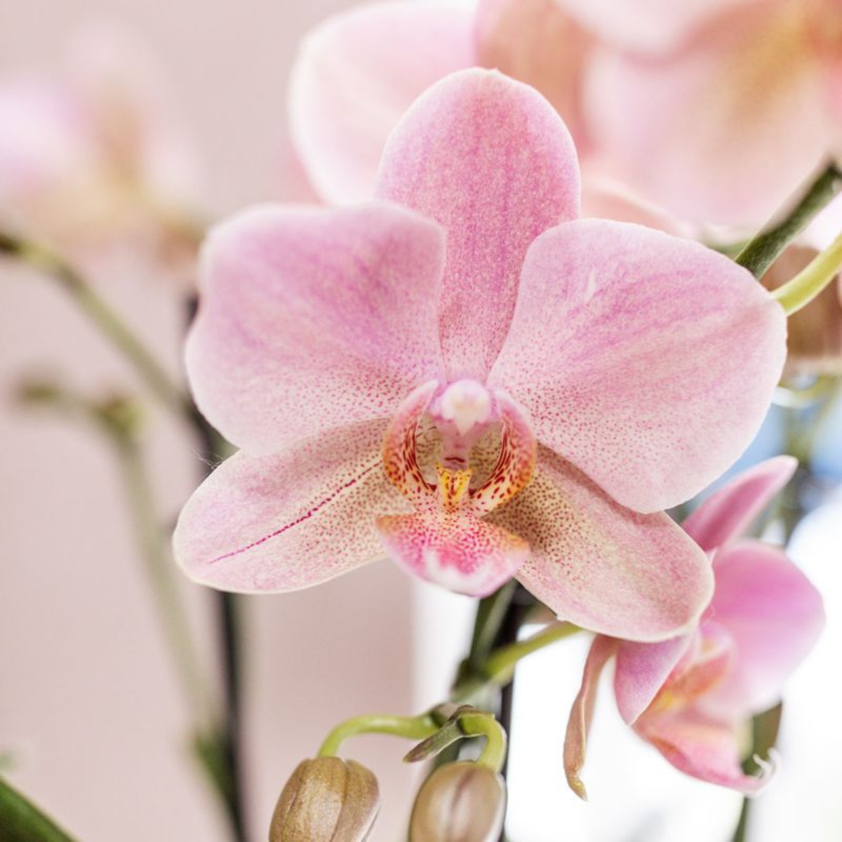 Phalaenopsis Orchideen 2er Kombi – Altrosa – Ø12cm Topf – Blühende Zimmerpflanze