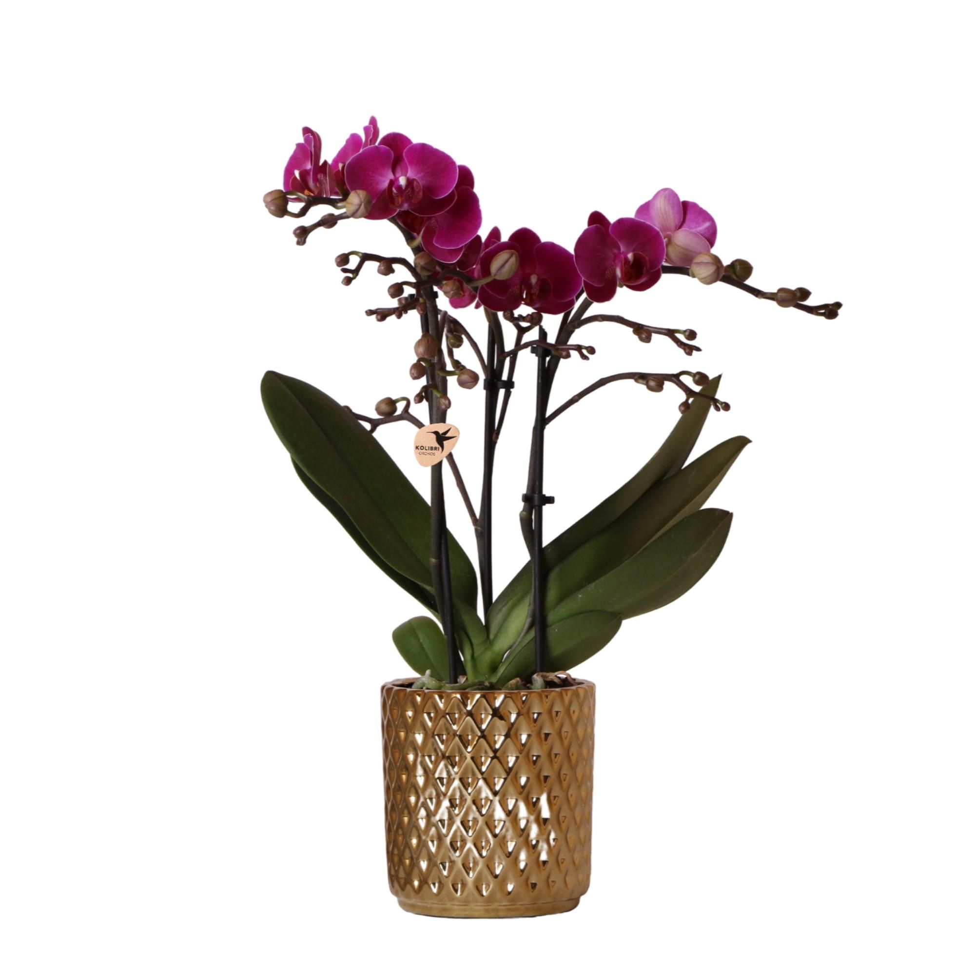 Dracaena Zimmerpflanzen Set