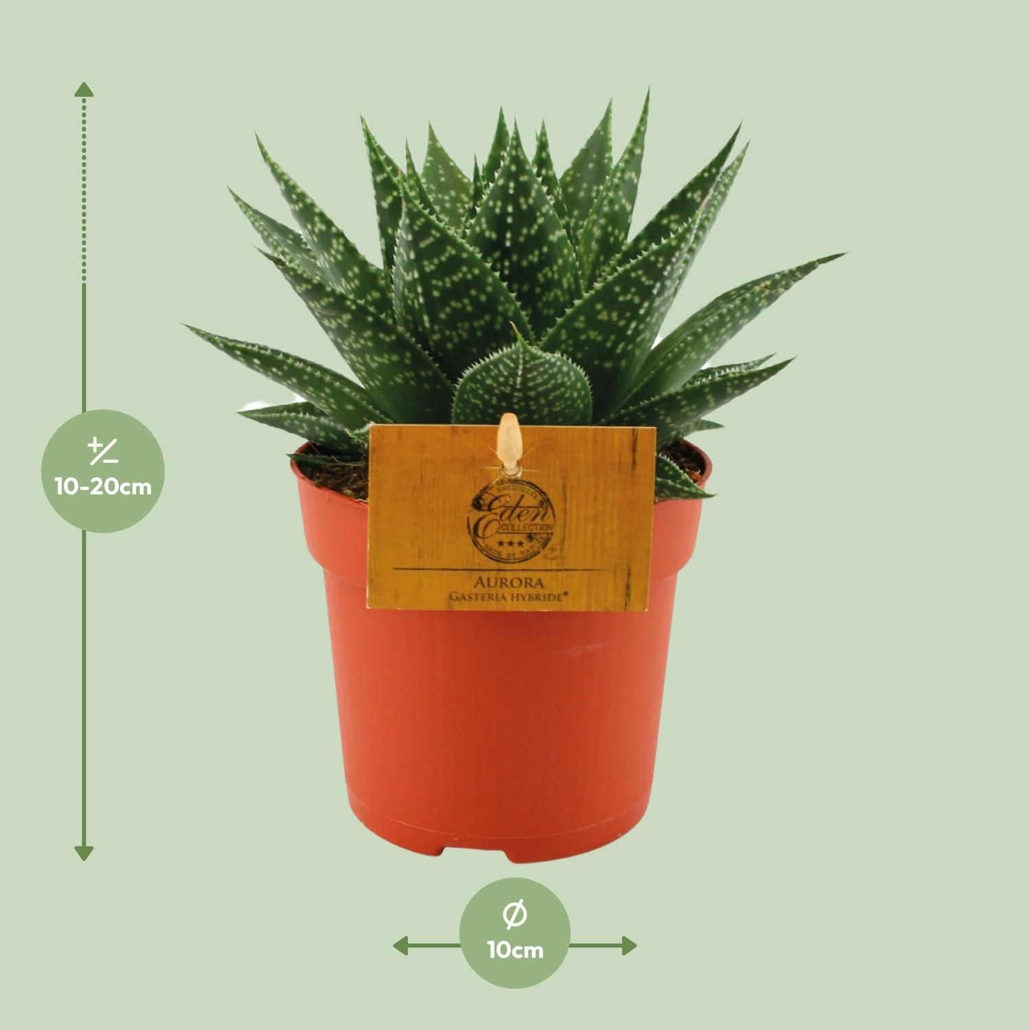 Gasteria Hybride Aurora Zimmerpflanze