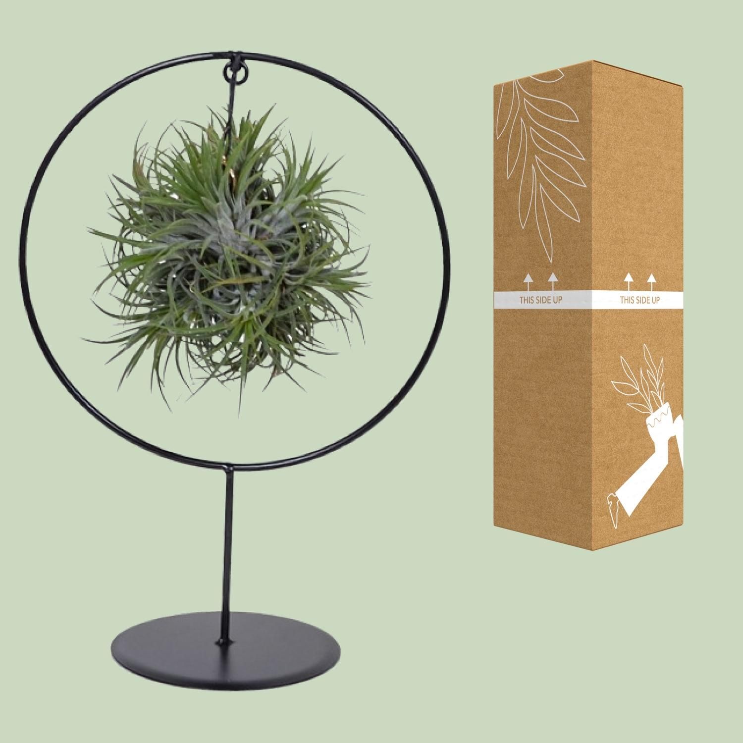 Tillandsia Ring Mix Luftpflanze
