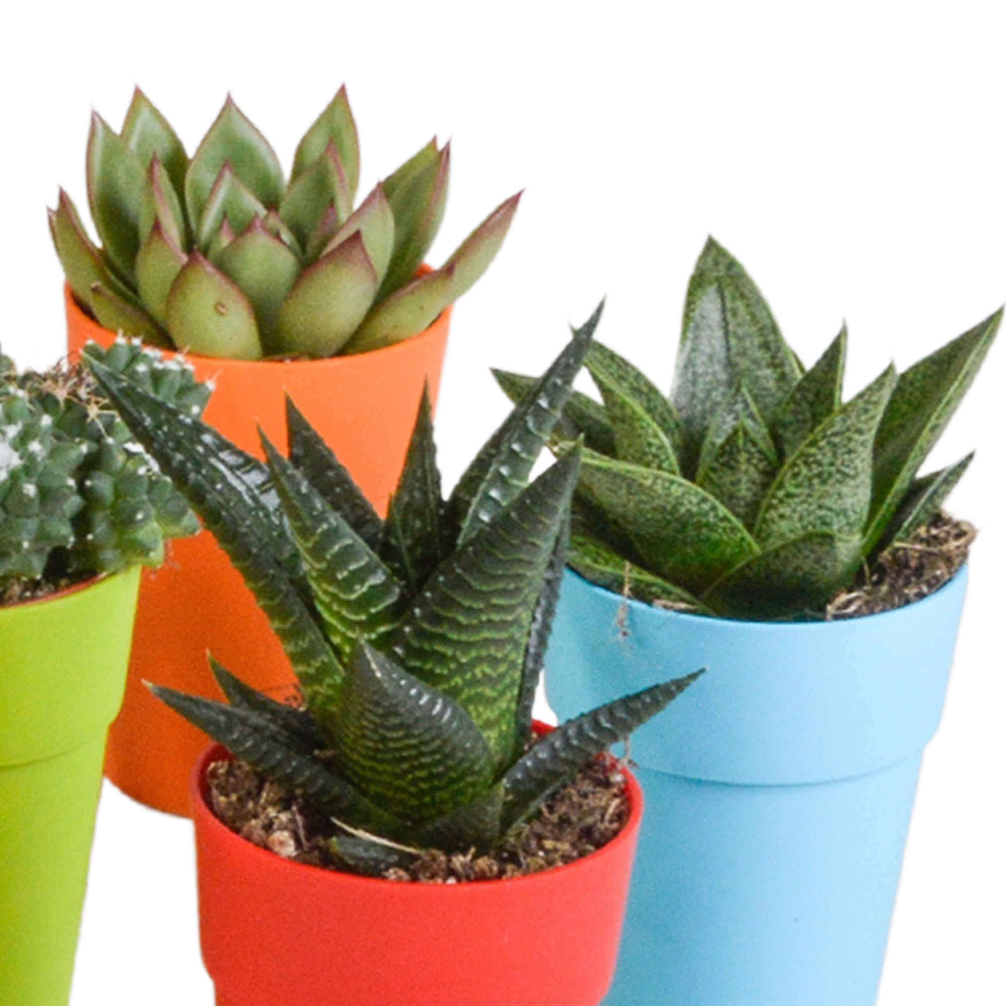 Bunte Cactus und Sukkulenten Mischung