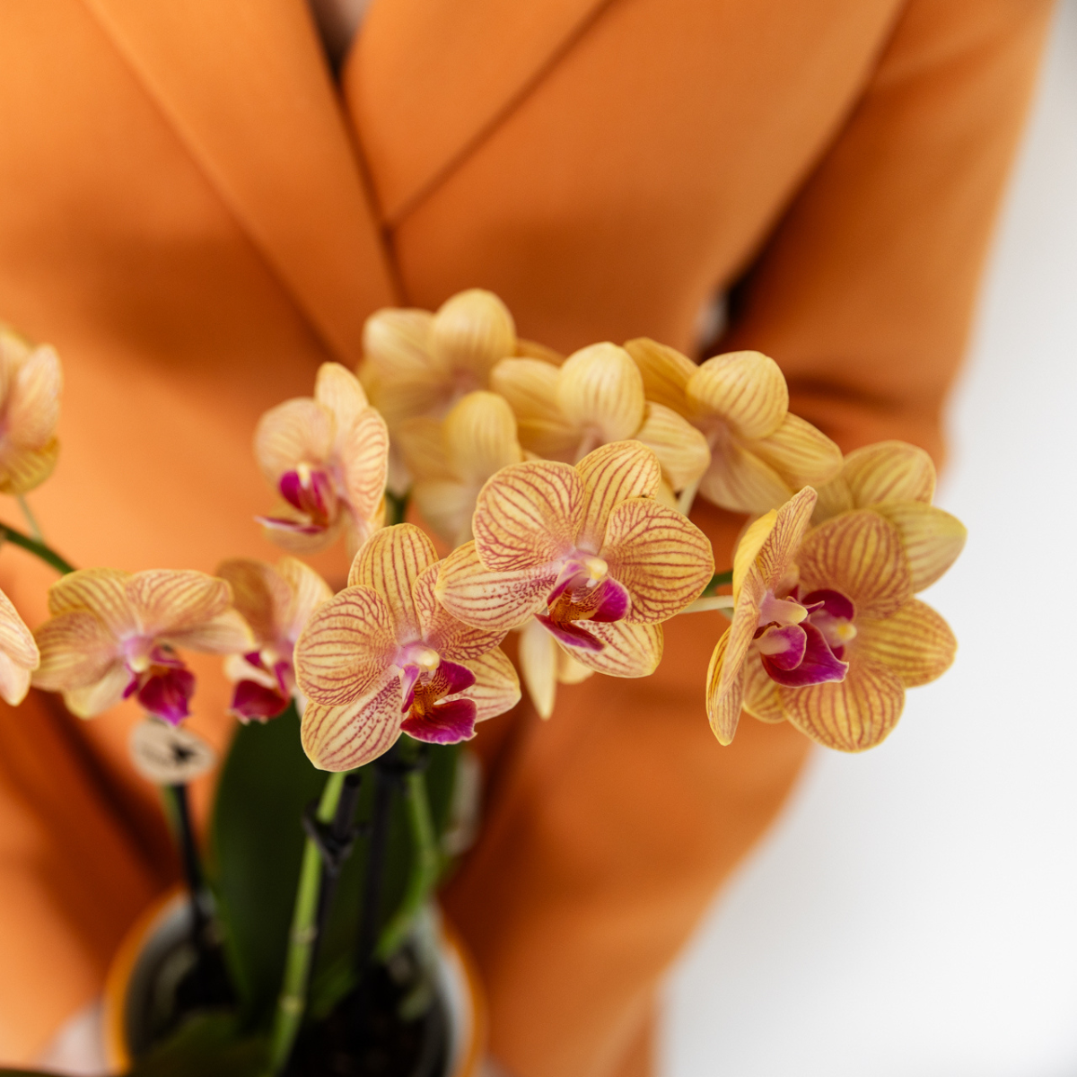 Orange Phalaenopsis Orchidee – Blühende Zimmerpflanze – Ø9cm Topf