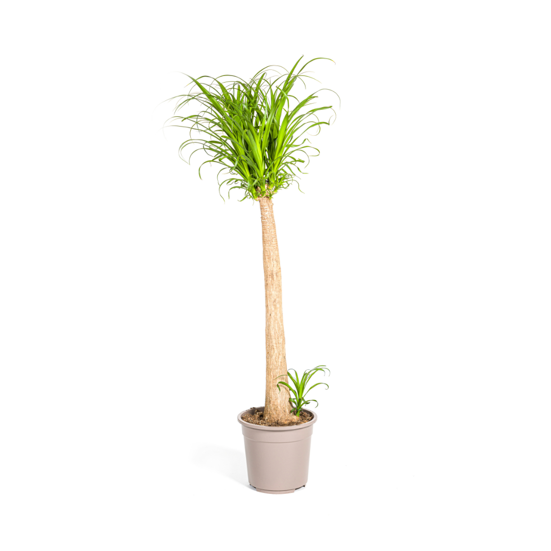 Beaucarnea Recurvata Zopfbaum | Elefantenfuß | Ø27cm - ↕110-130cm