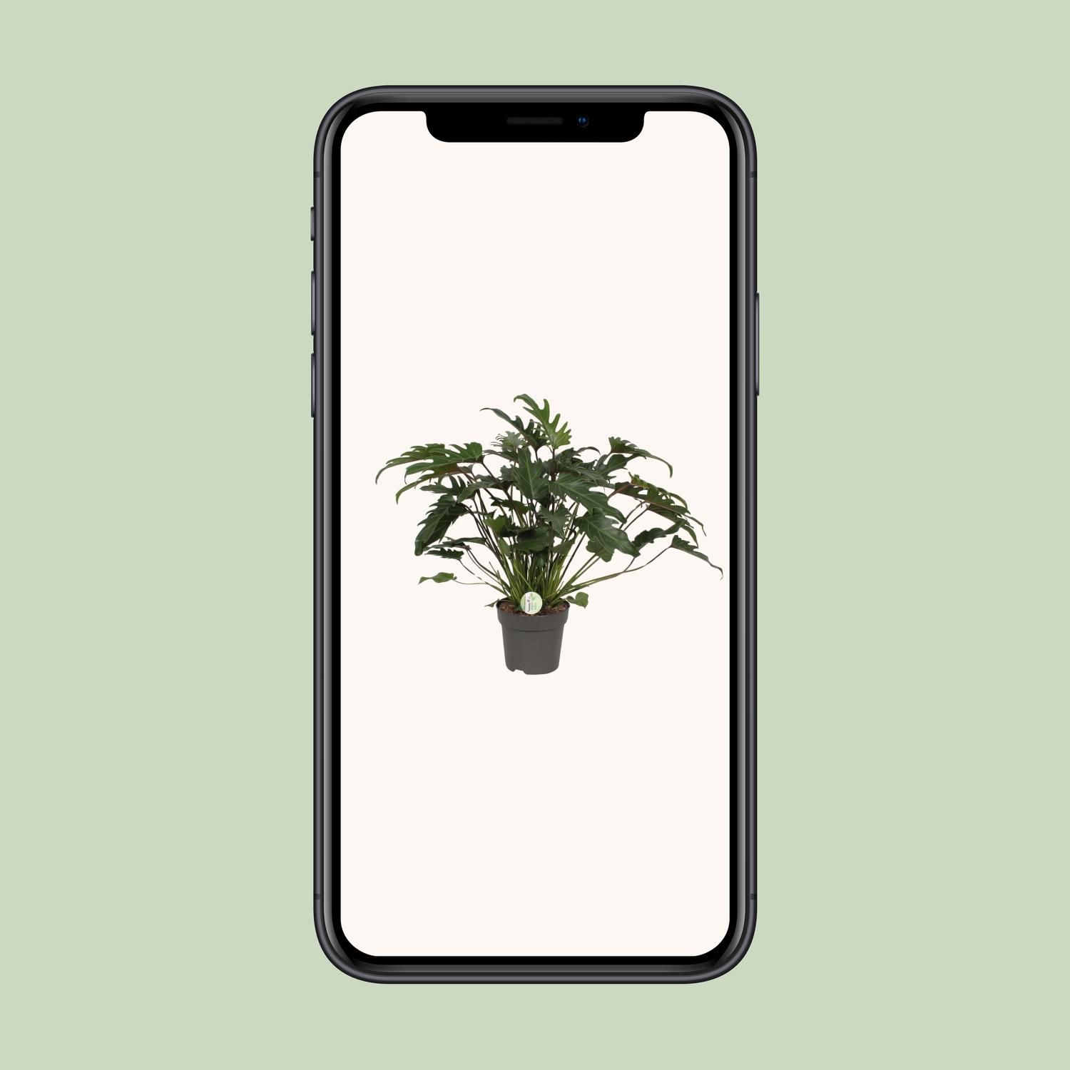 Philodendron Xanadu Zimmerpflanze