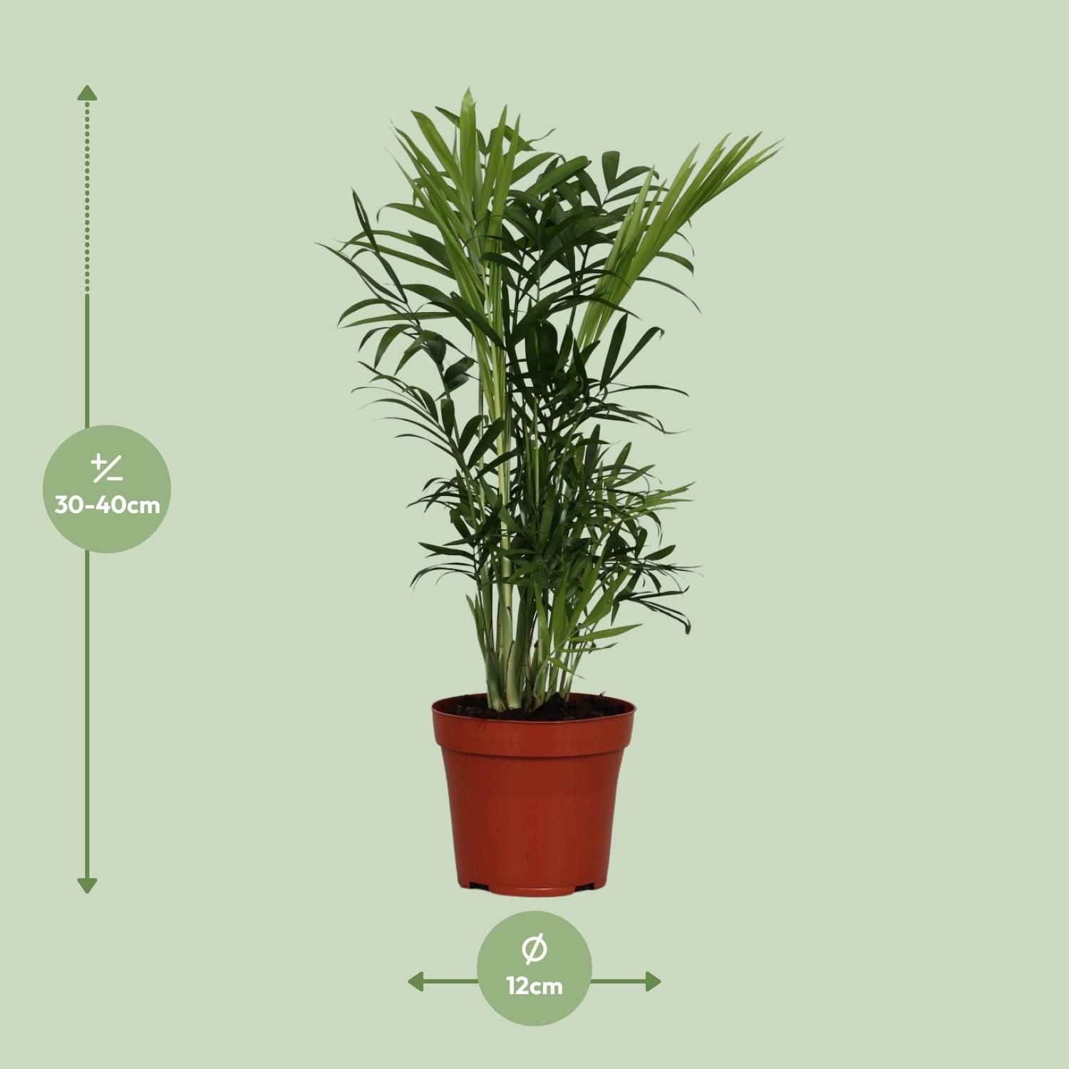 Zwergbergpalme Chamaedorea Elegans – Pflegeleichte Zimmerpflanze mit Tropischem Flair