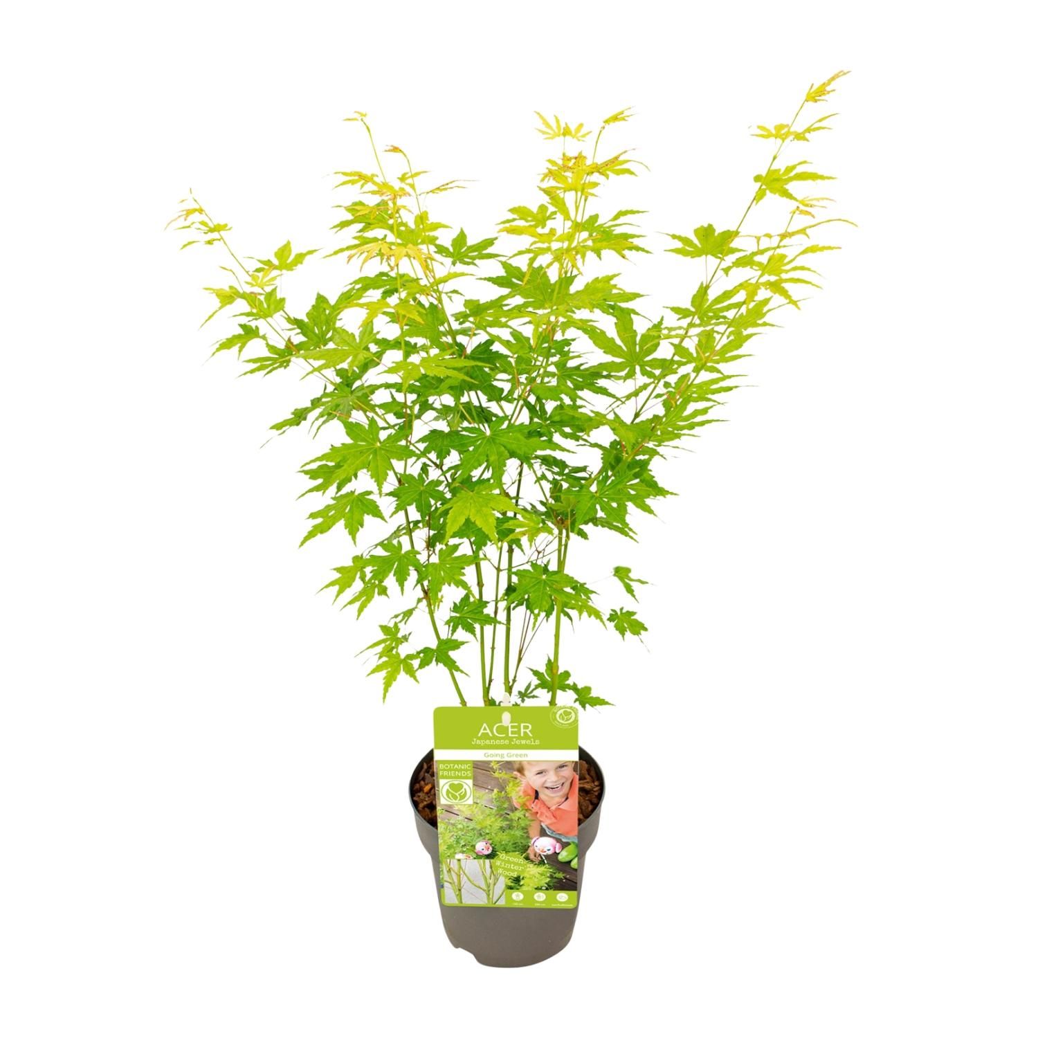Winterharter Ahorn – Acer palmatum Elegant