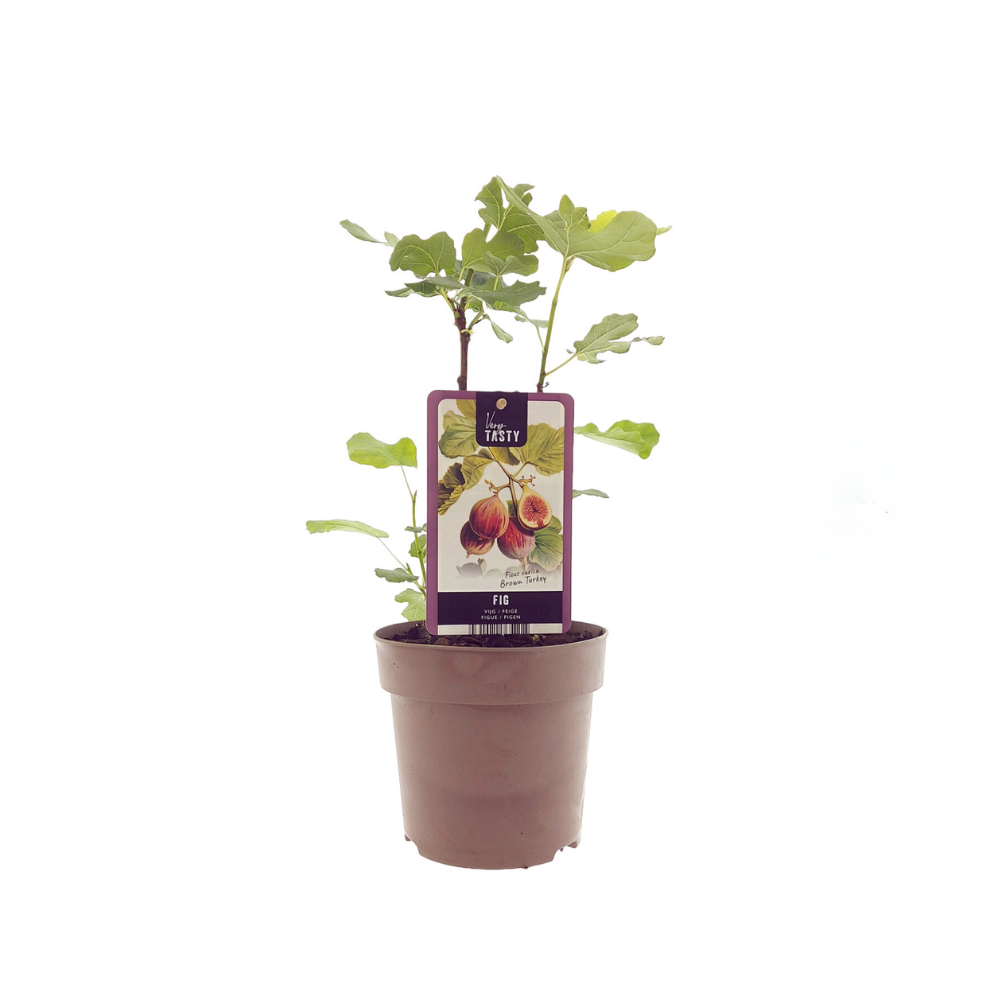 Ficus Brown Turkey – Ø15cm – ↕40cm