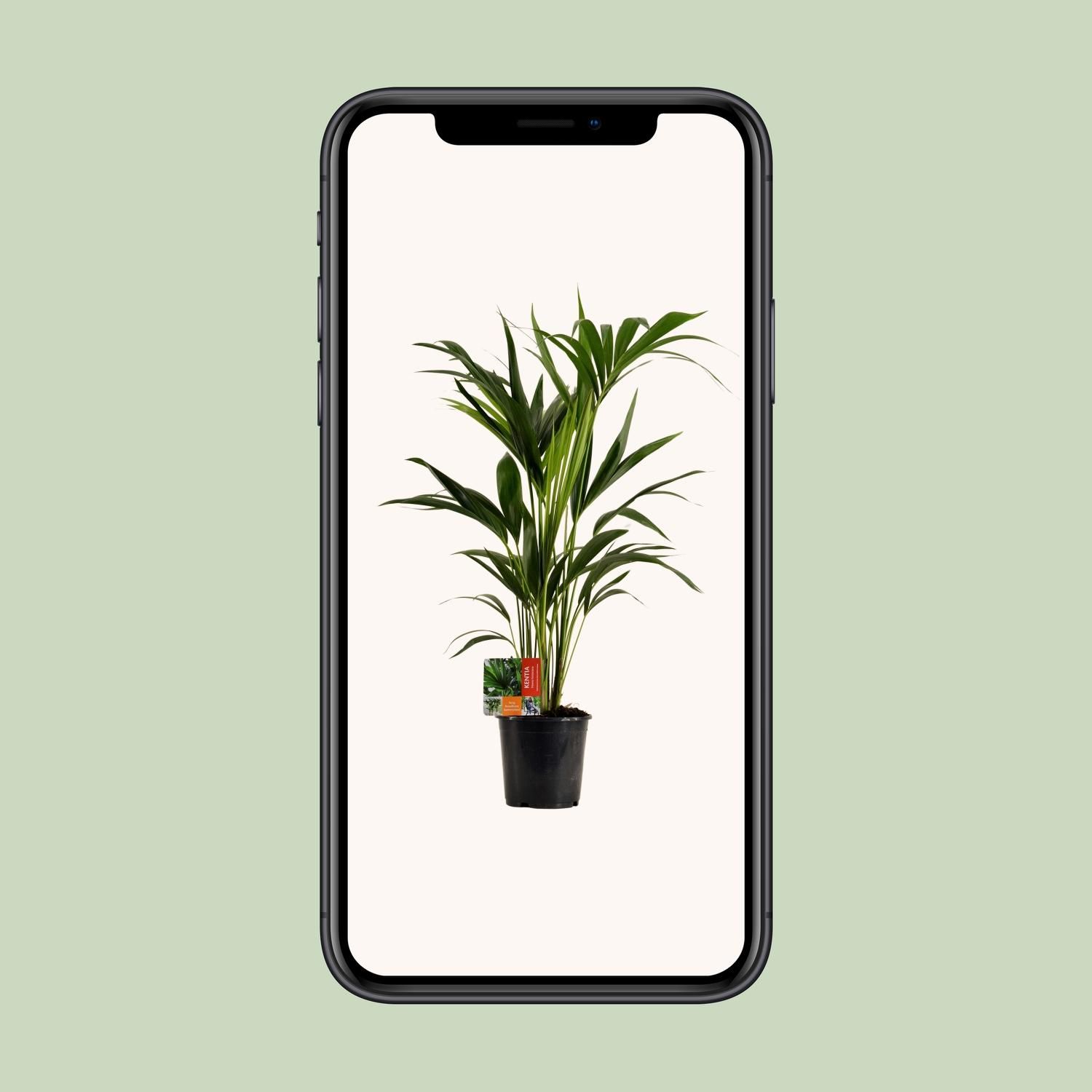 Kentia Palme Howea Forsteriana
