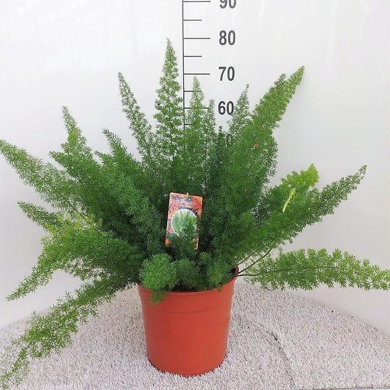 Spargelfarn Asparagus Meyers für Indoor