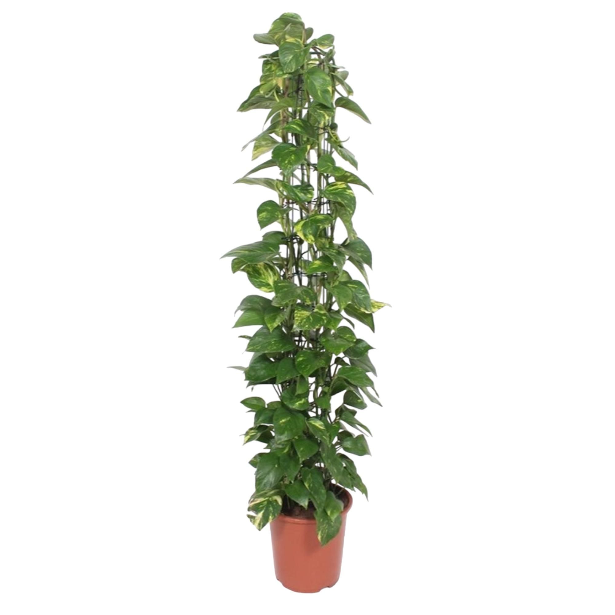 Epipremnum Aureum Kletterpflanze mit Gitter