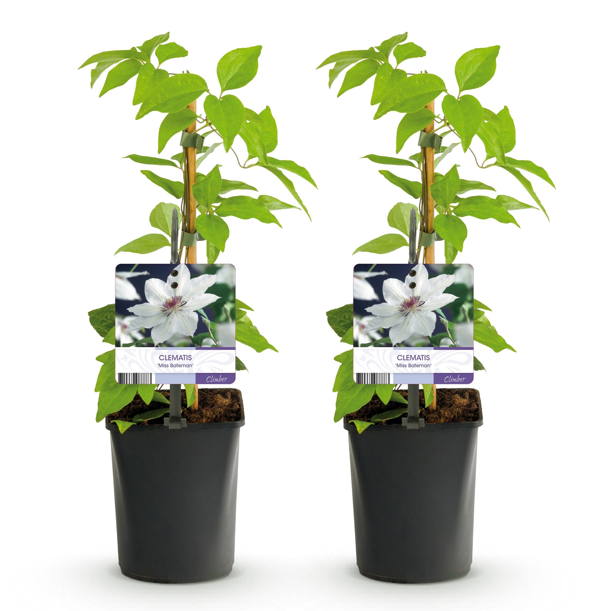 Clematis Miss Bateman – 2 Pflanzen – Kletterpflanze Rosa – Wenig Pflege