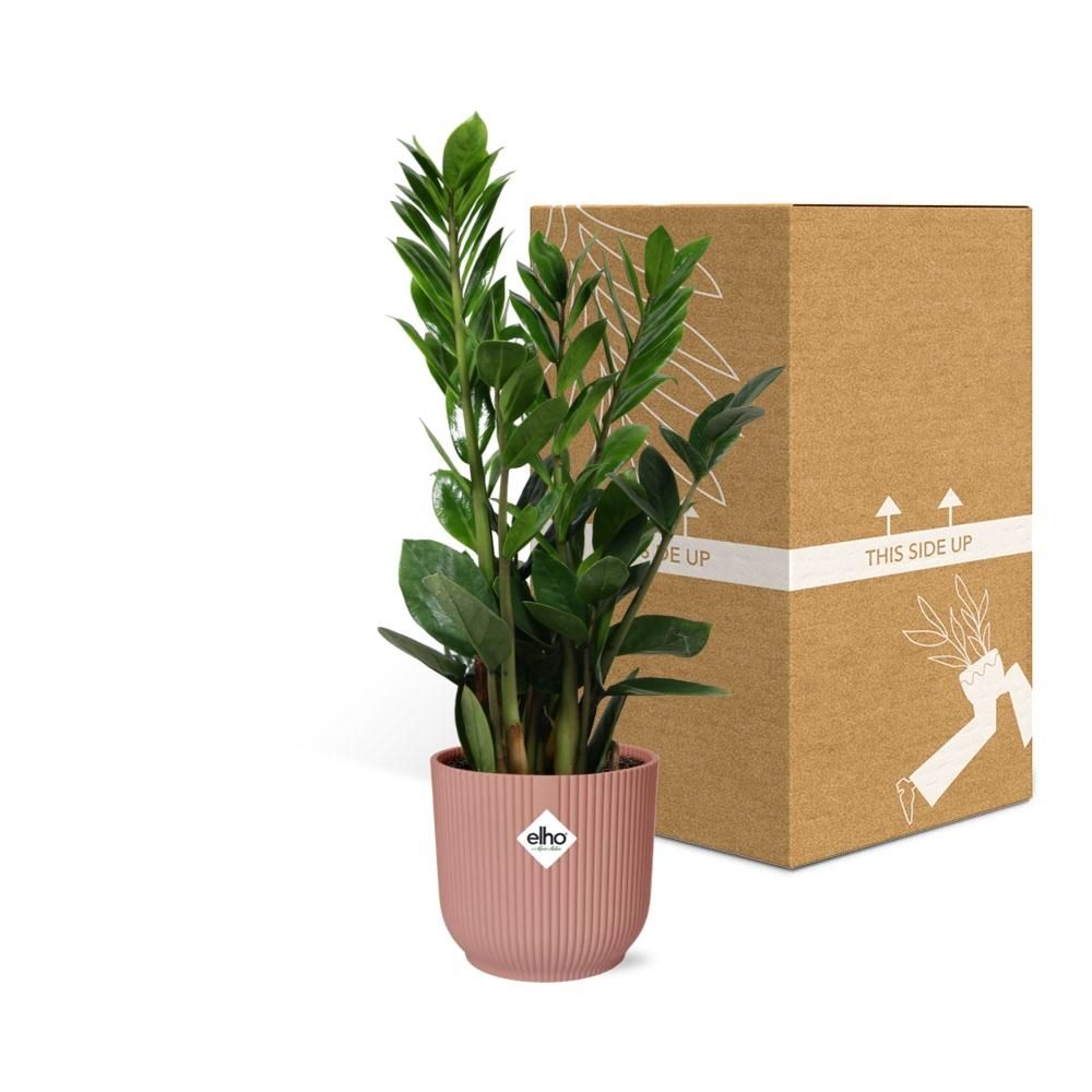 Zamioculcas Zimmerpflanze in dekorativem Topf