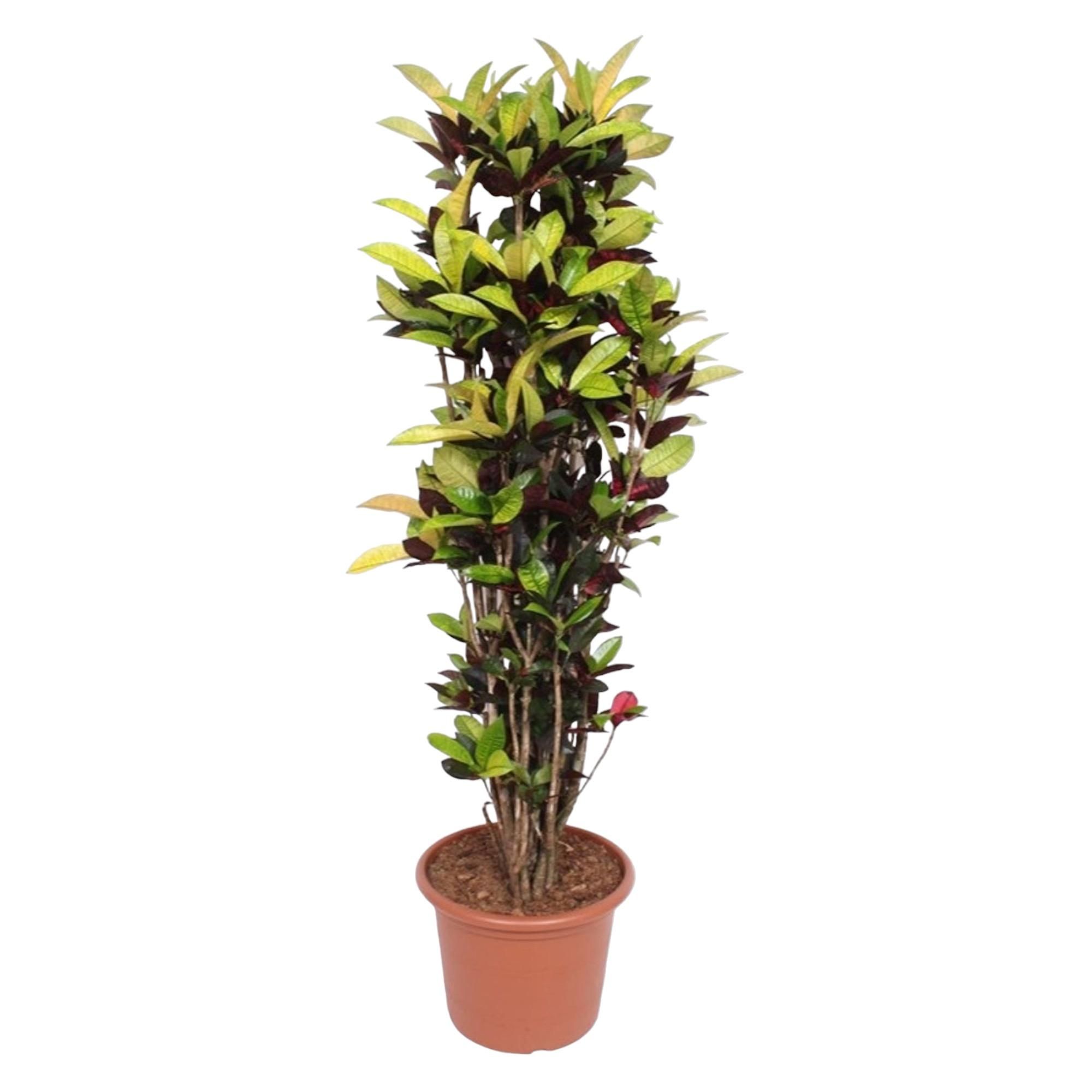 Codiaeum Iceton Farbiger Croton für Innenräume