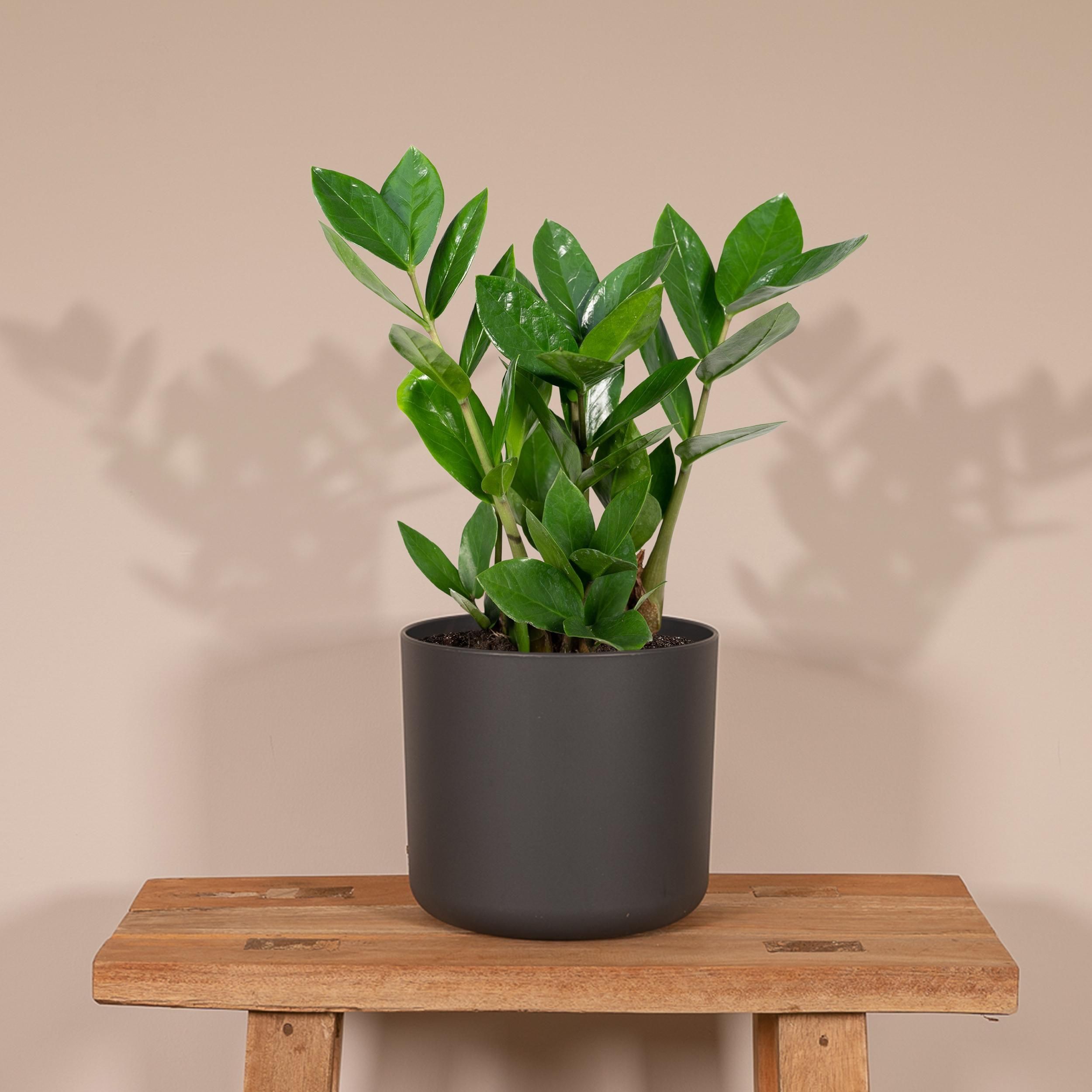 Zamioculcas Pflanze für Innen