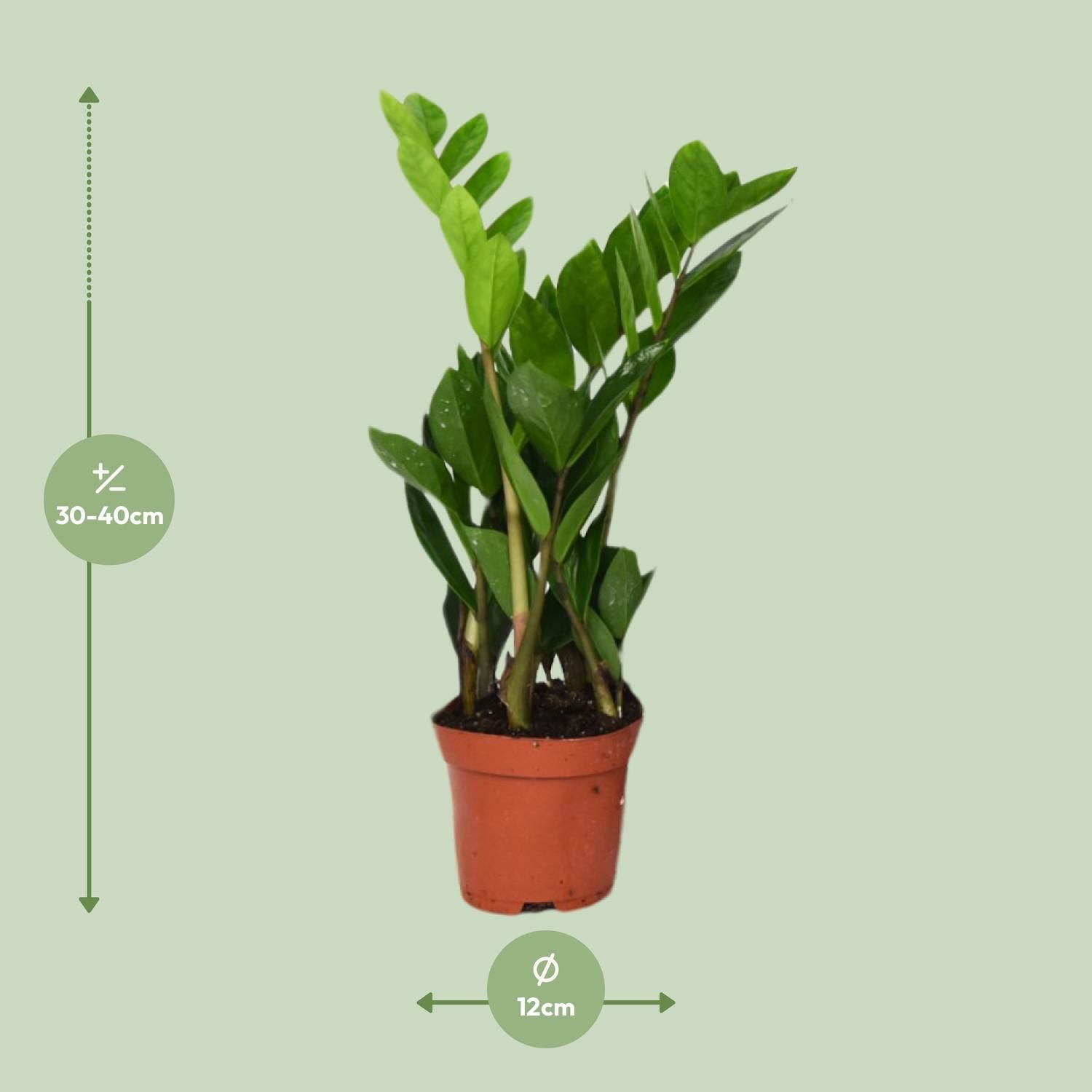 ZZ-Pflanze Zamioculcas Zamiifolia