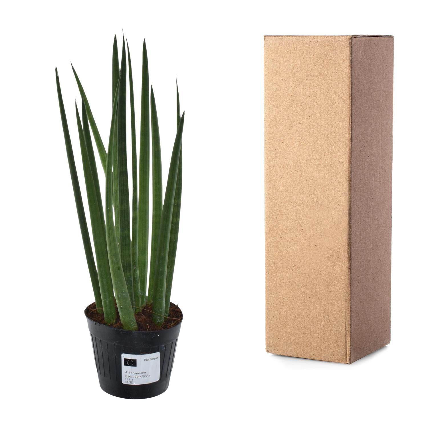 Sansevieria Cylindrica - Stilvolle Bogenhanf Zimmerpflanze