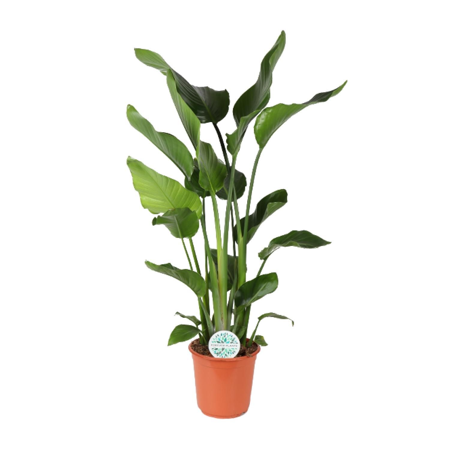 Paradiesvogelblume Strelitzia Nicolai Zimmerpflanze