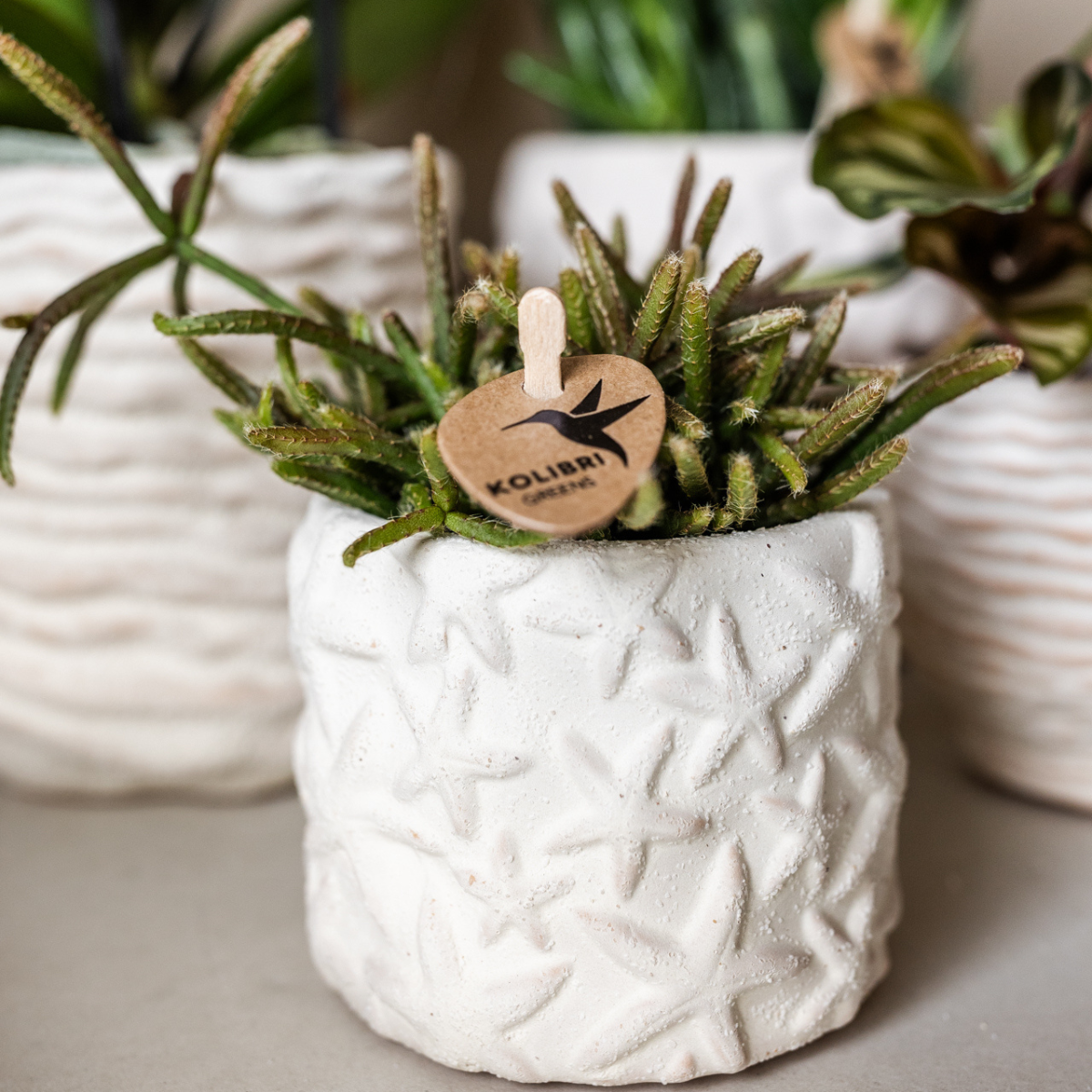 Star Fish Dekotopf – Off White – Ø6cm