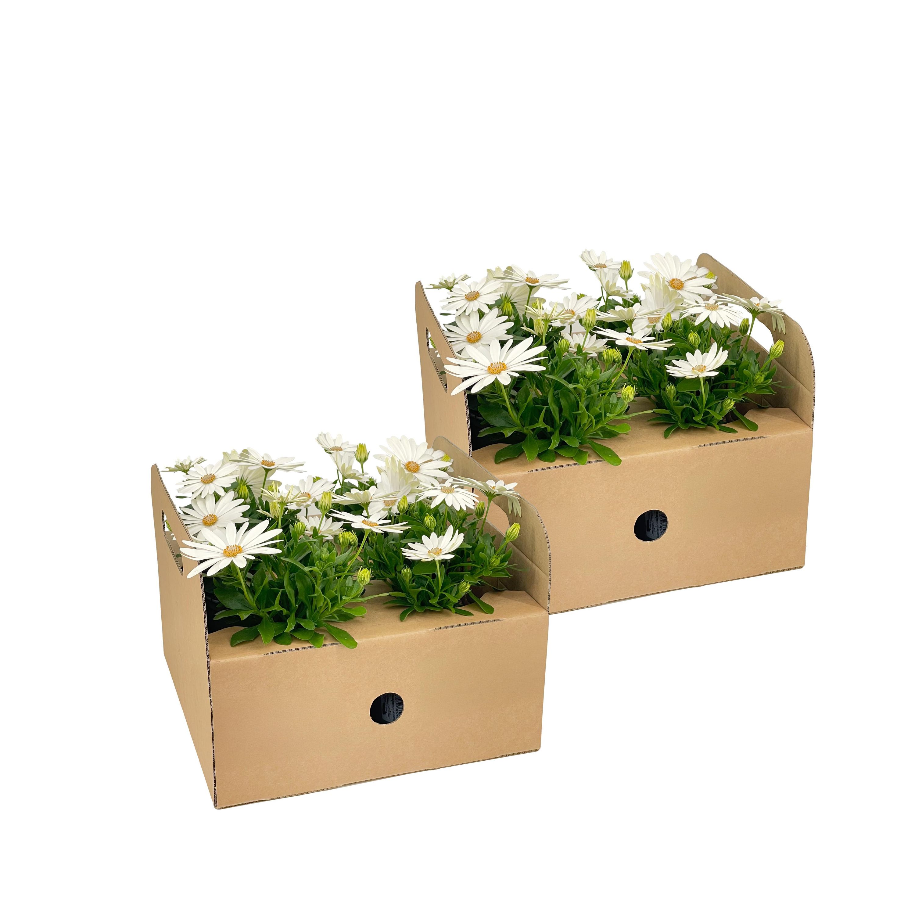 8x Kapmargeriten Weiß | Ø12 cm Topf | ↕20 cm Höhe