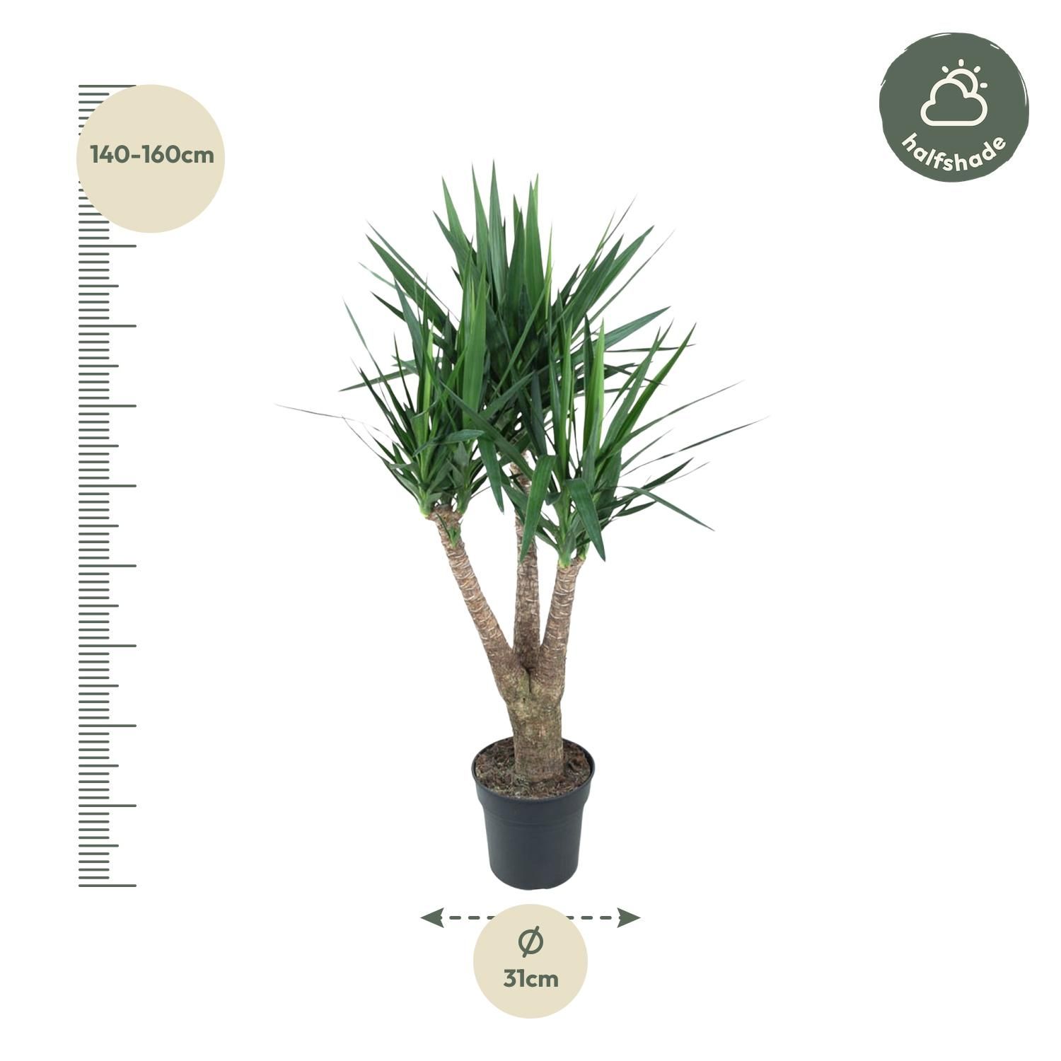 Yucca Elephantipe Elefantenpalme