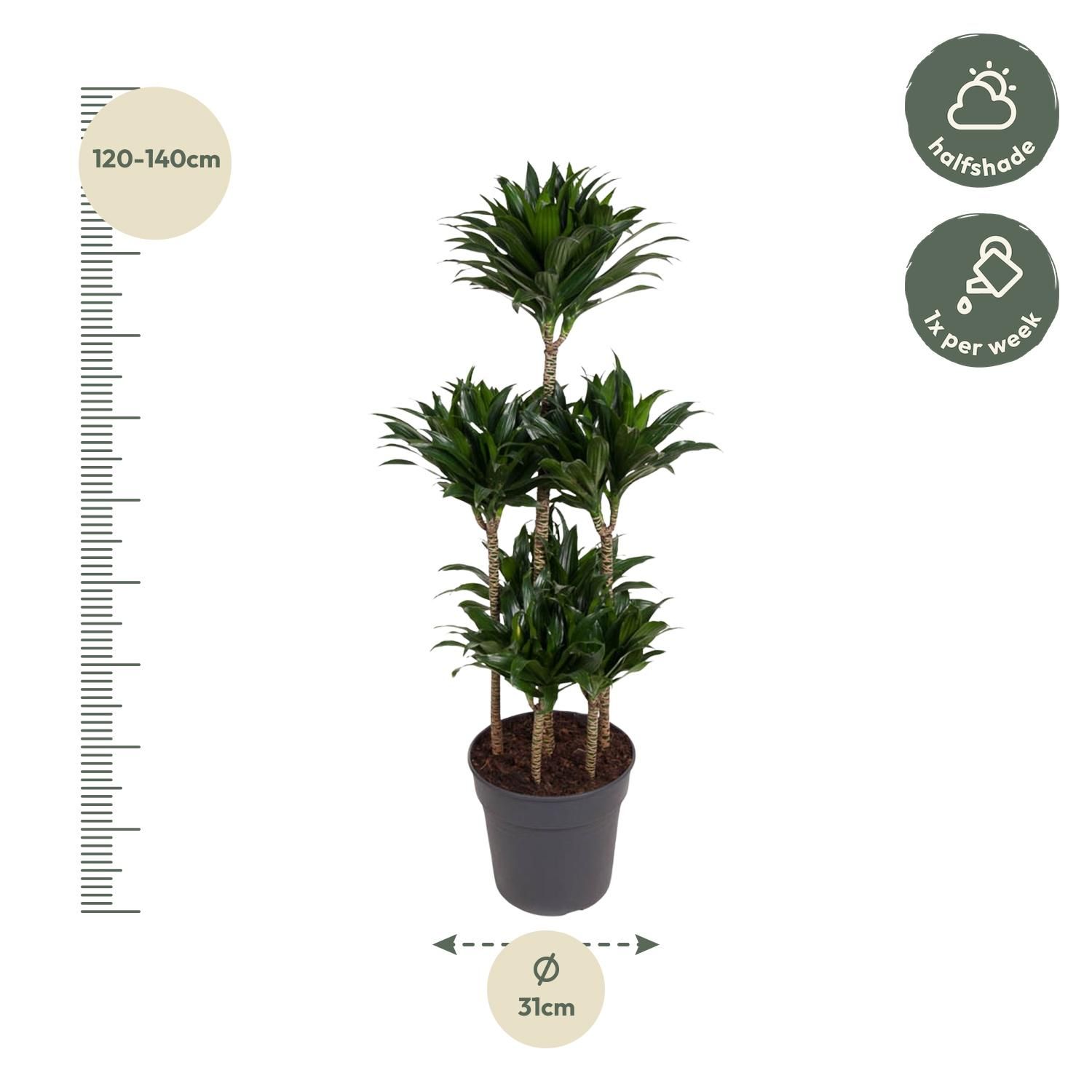Dracaena Compacta Carrousel Zimmerpflanze