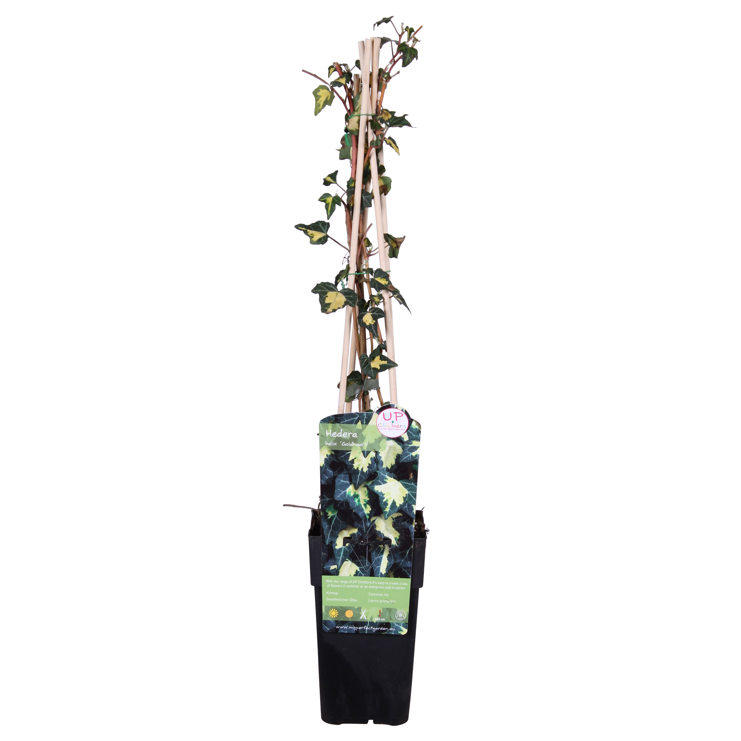 Efeu Hedera Goldheart Kletterpflanze