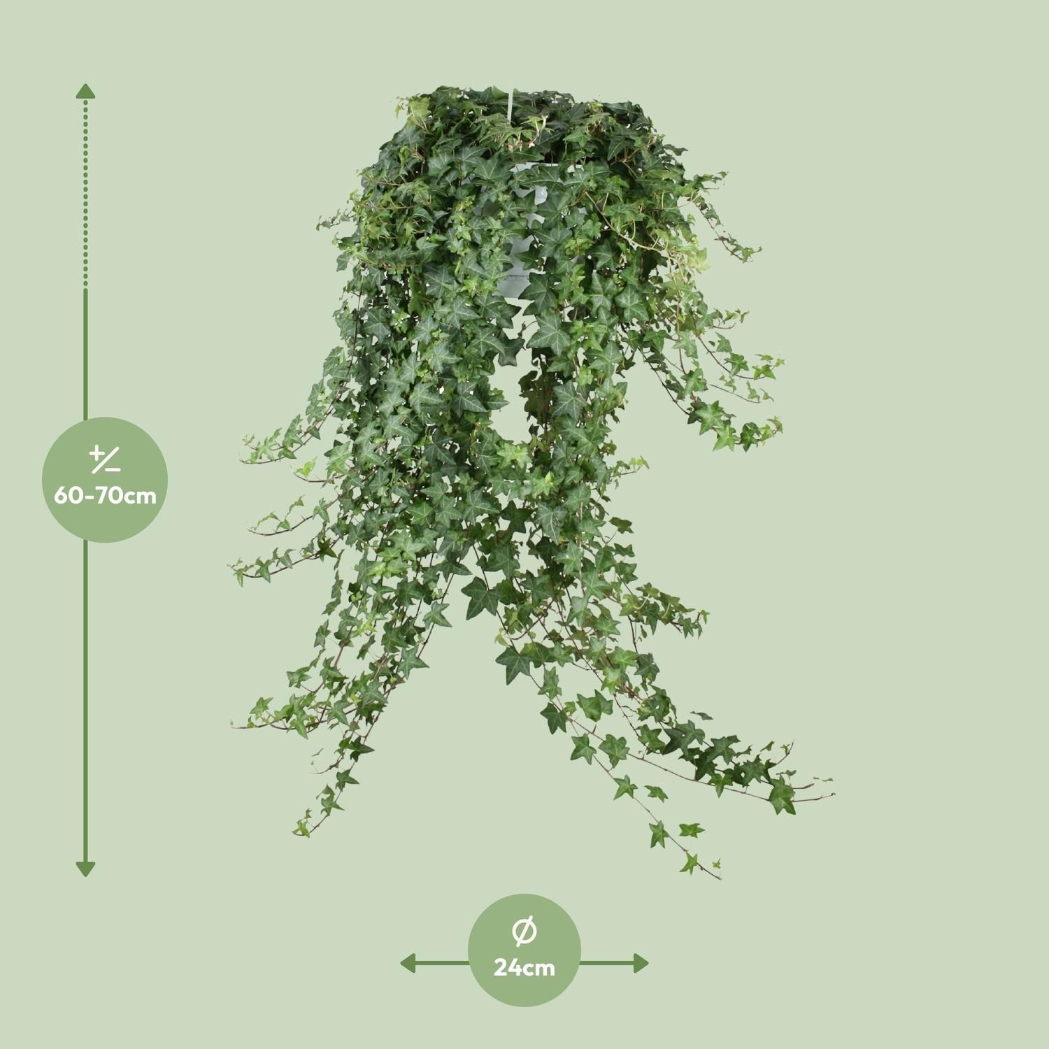 Hedera Helix 'Pittsburgh' XXL – Hängepflanze – Ø 24cm