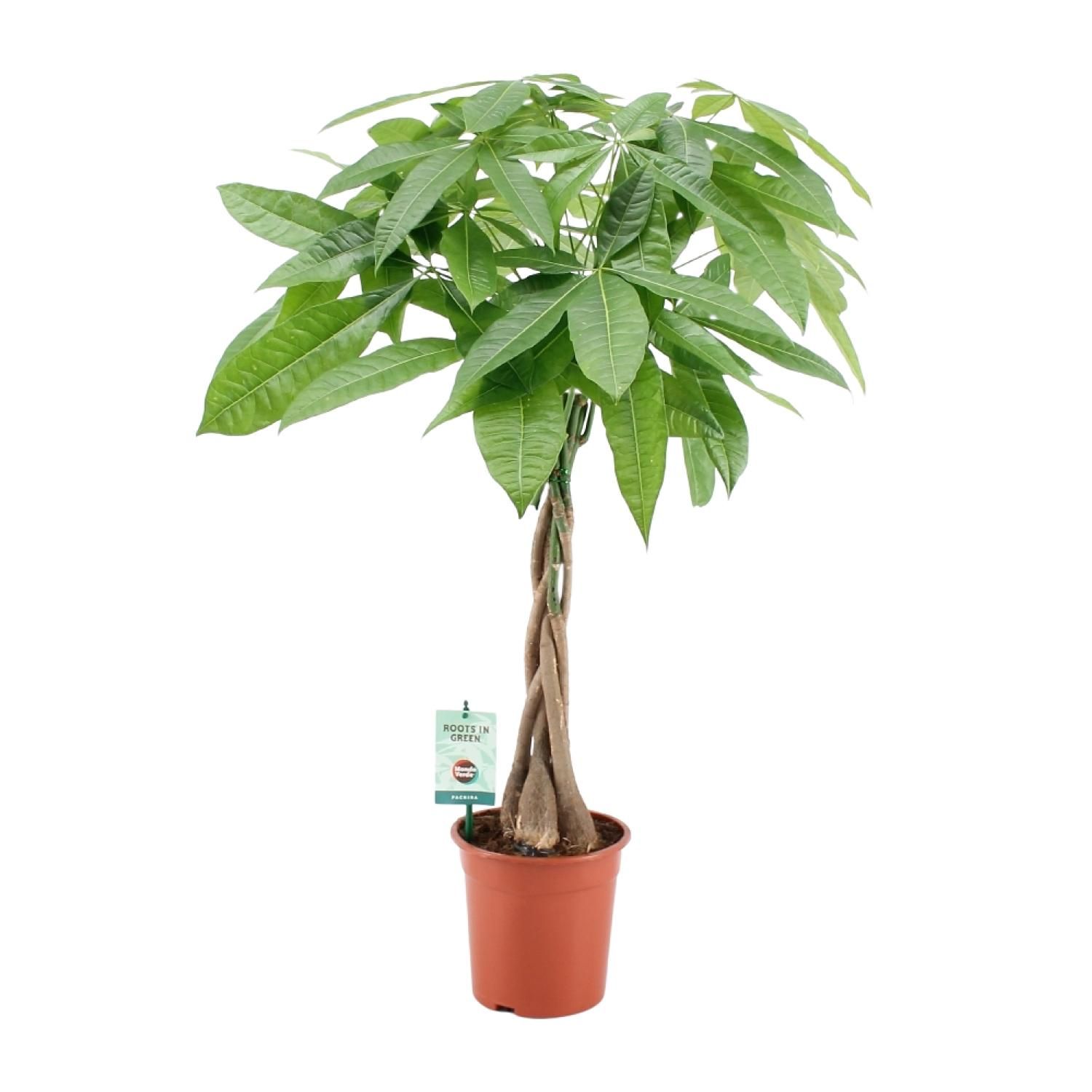 Pachira Aquatica Zimmerpflanze