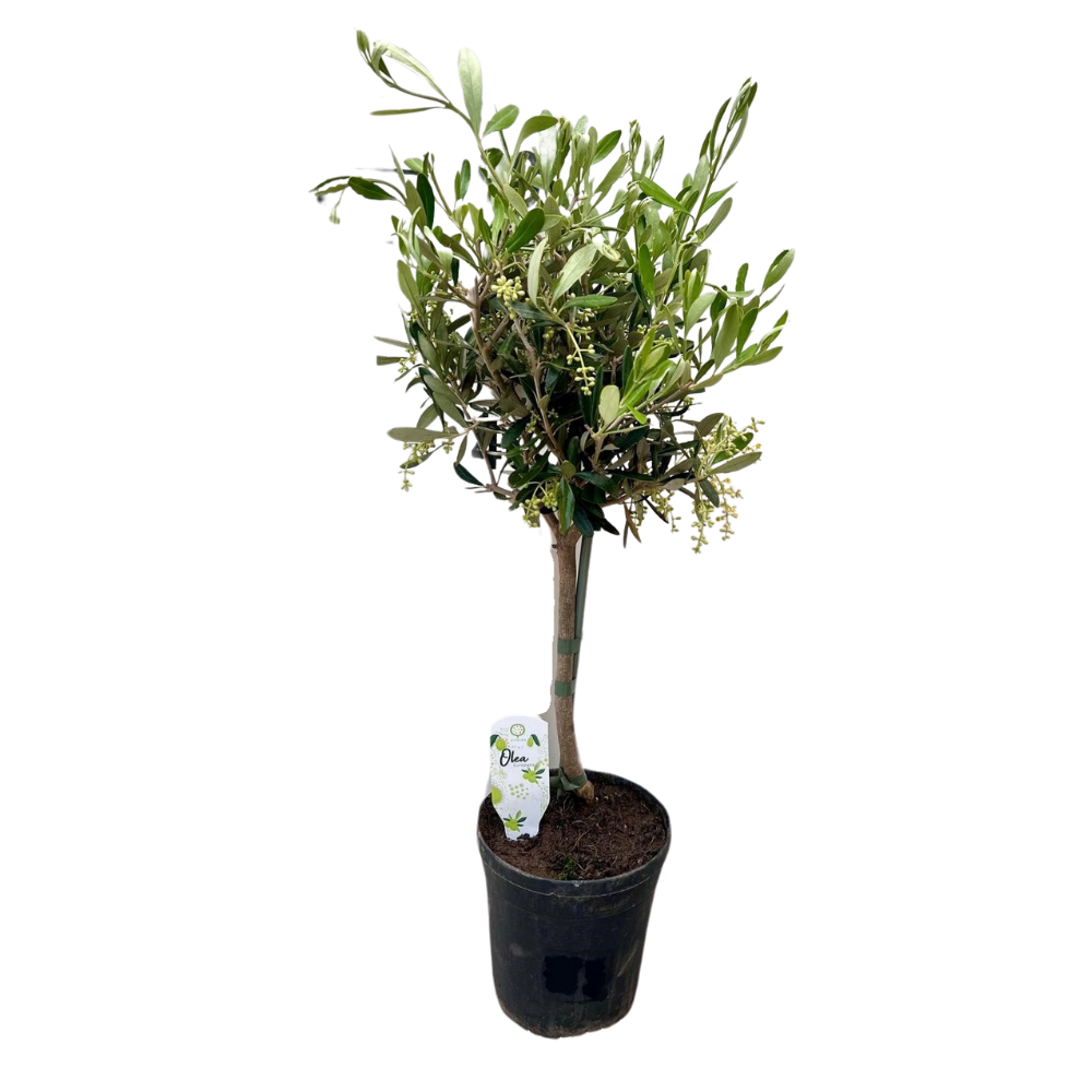 Olivenbaum Olea elegant