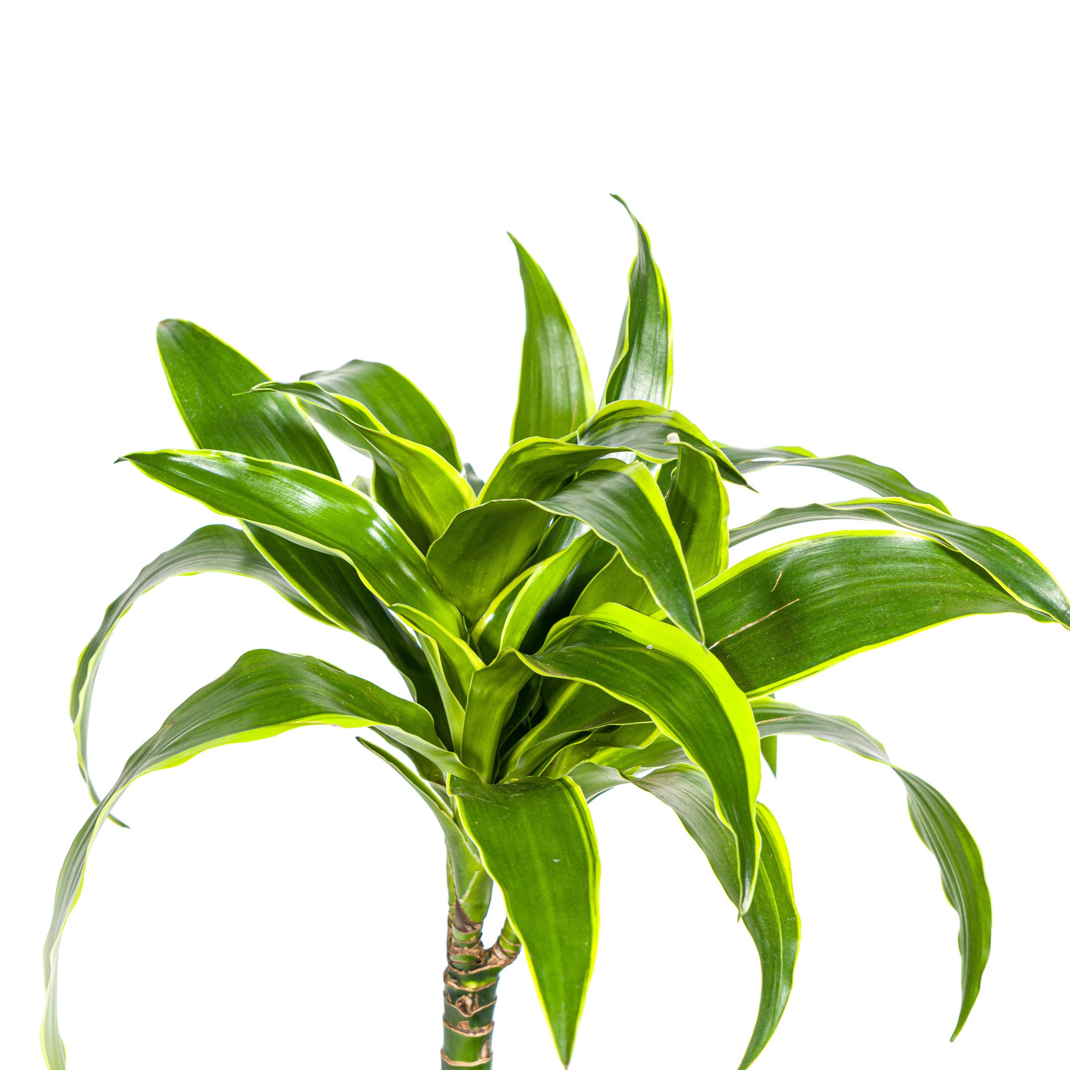 Drachenbaum Deremensis Dorado Ø19cm – ↕70–90cm – Blickfang Zimmerpflanze