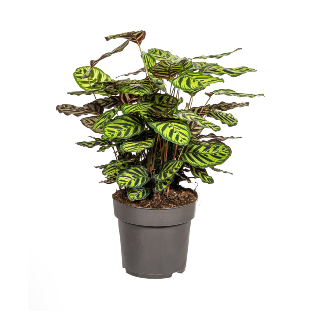 Calathea Makoyana – Buschig | Große Blätter | Lebendige Farben – Ø27cm Topf