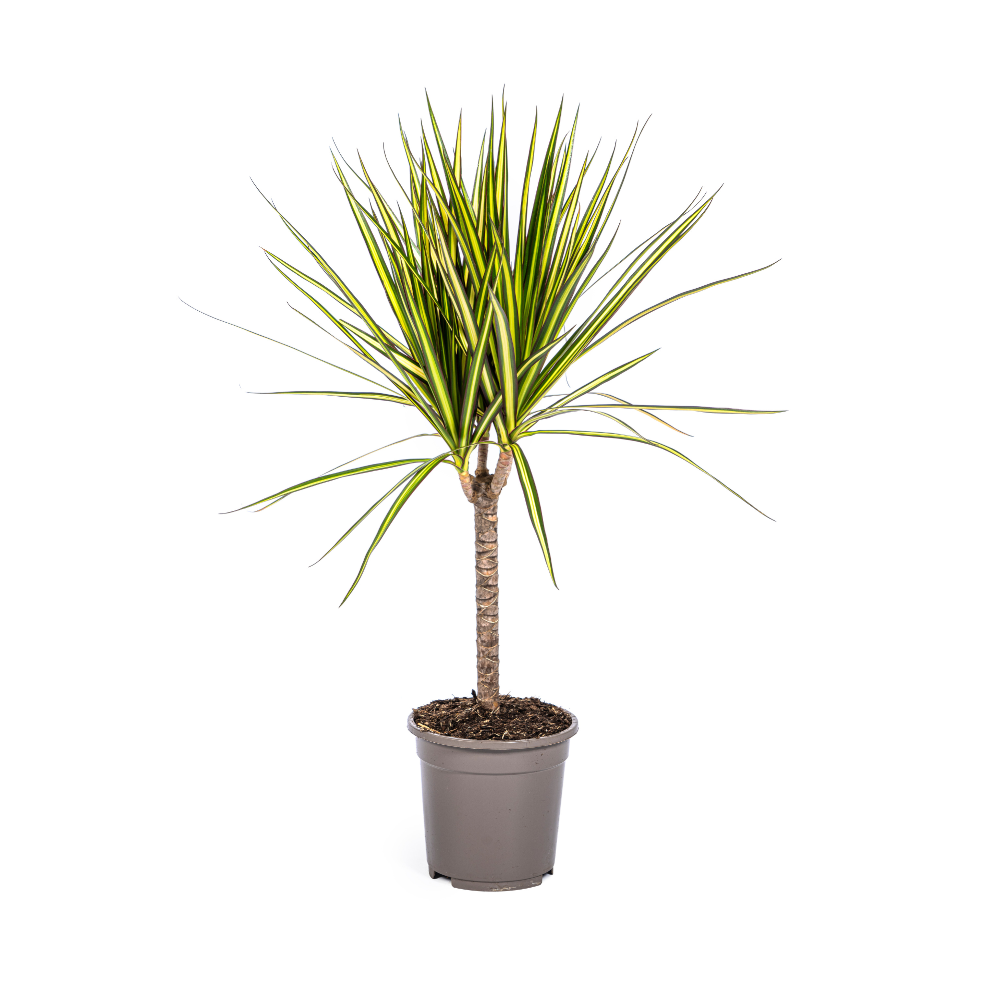 Drachenbaum Sunray –  Ø17cm – 60-80cm hoch