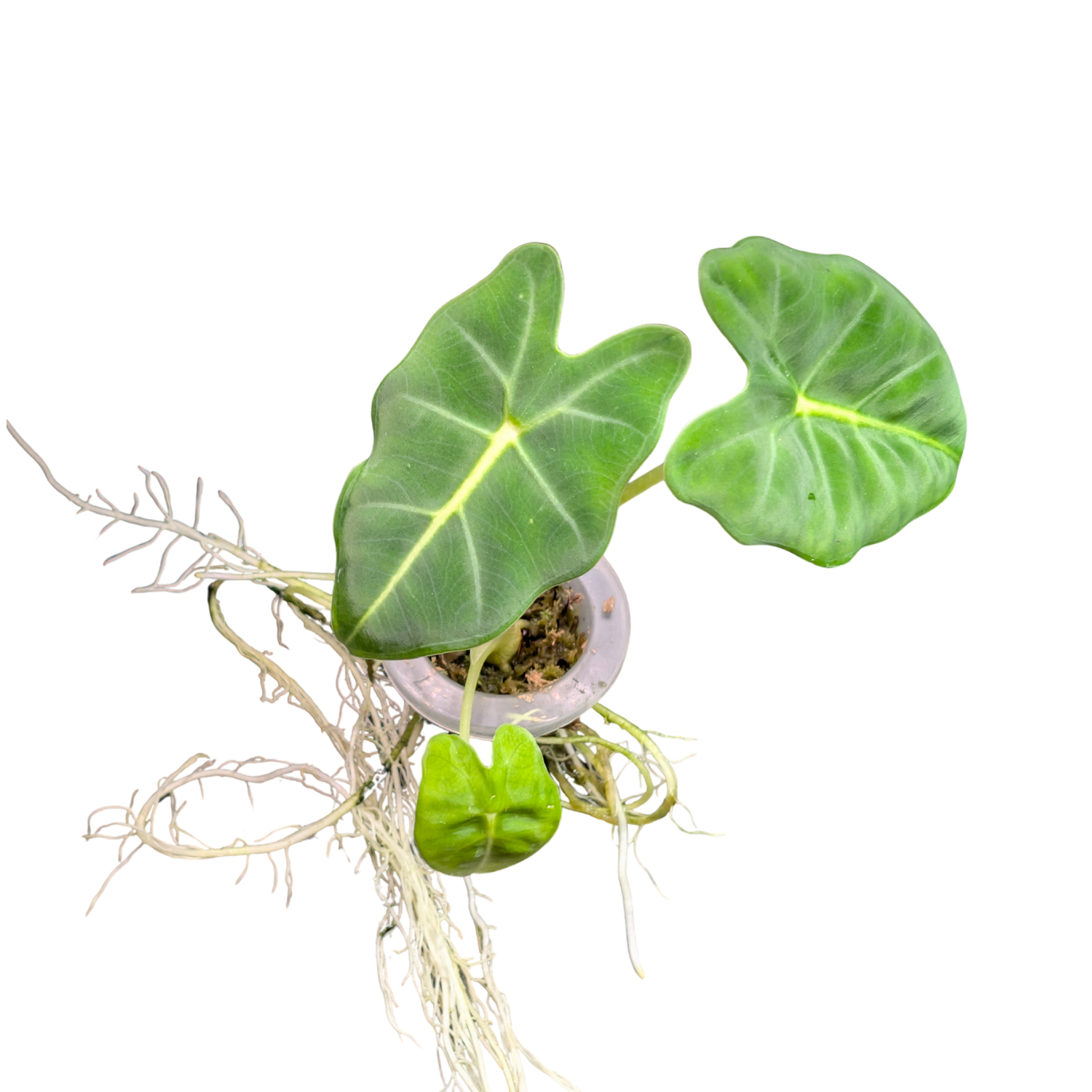 Baby Alocasia micholitziana frydek + self-watering plant pot