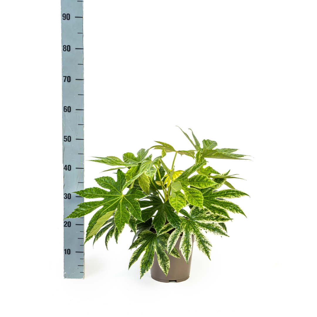 Fatsia Japonica Spider's Web | Ø19cm | 40-50cm Höhe | Zimmerpflanze