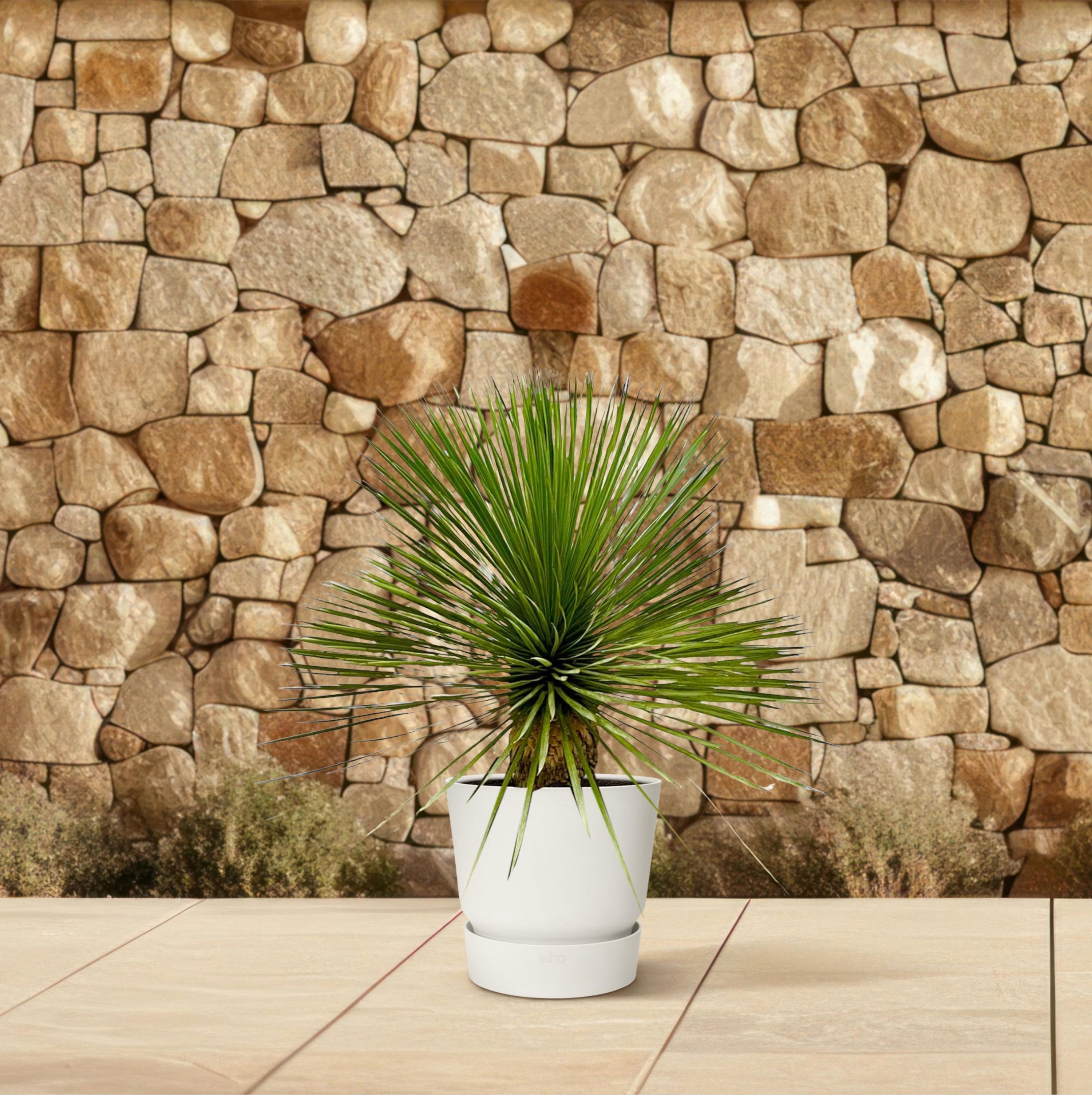 Yucca Rostrata auf Stamm – Robuste Sonnenliebhaber-Pflanze