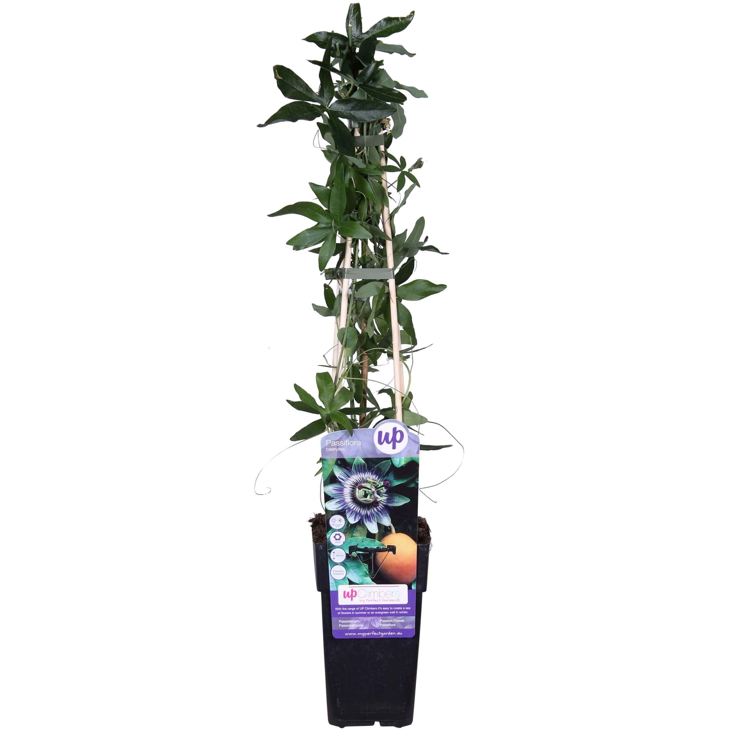 Passiflora Blau – winterharte Kletterpflanze mit blauen Blüten