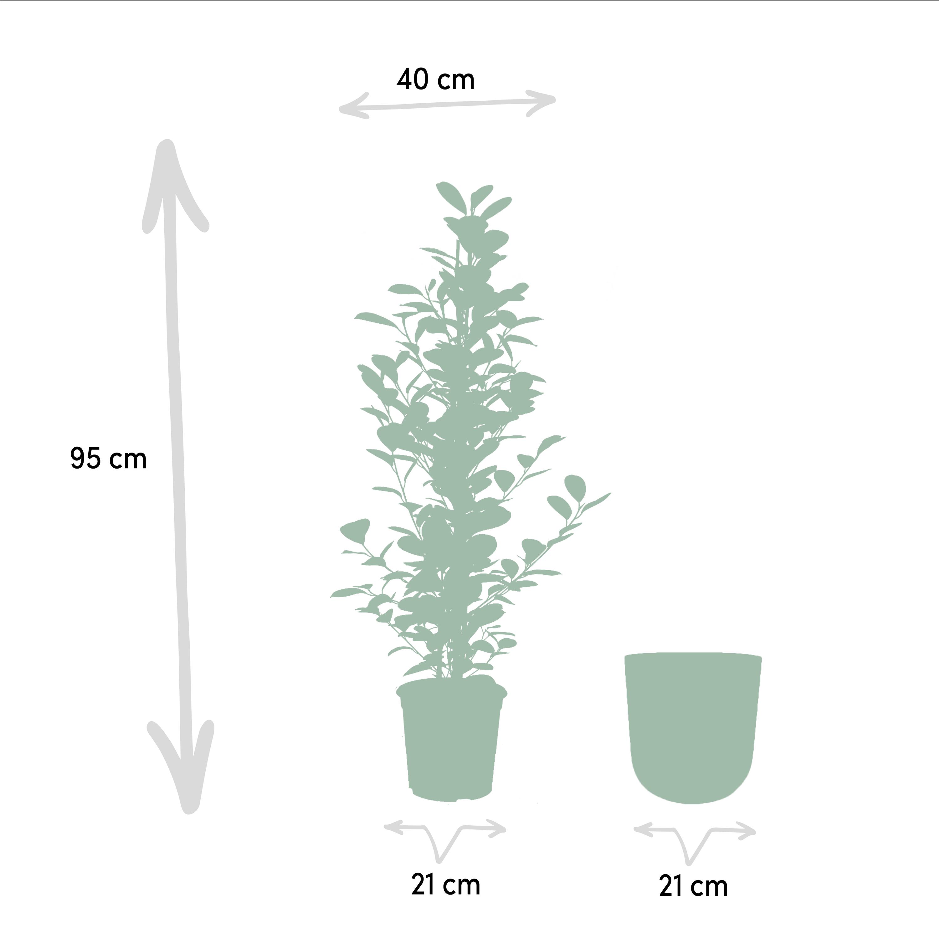 Ficus Microcarpa Moclame Zimmerpflanze mit Übertopf