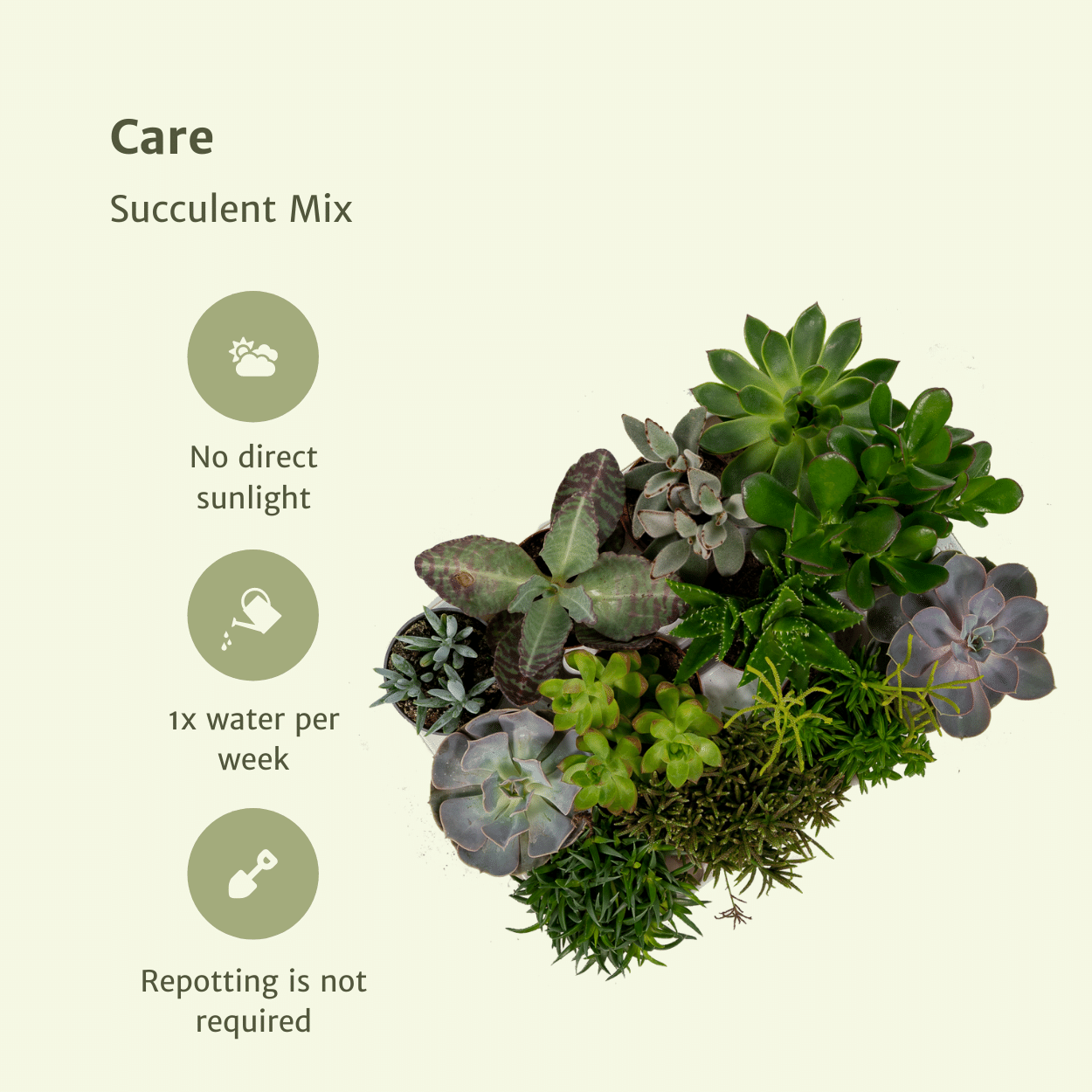 Sukkulenten Mix mit verschiedenen Arten