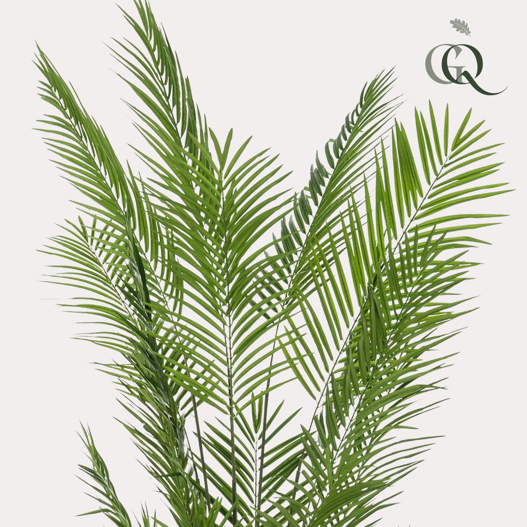 Kunstpalme Areca Lutescens – Goldene Palme – 240cm