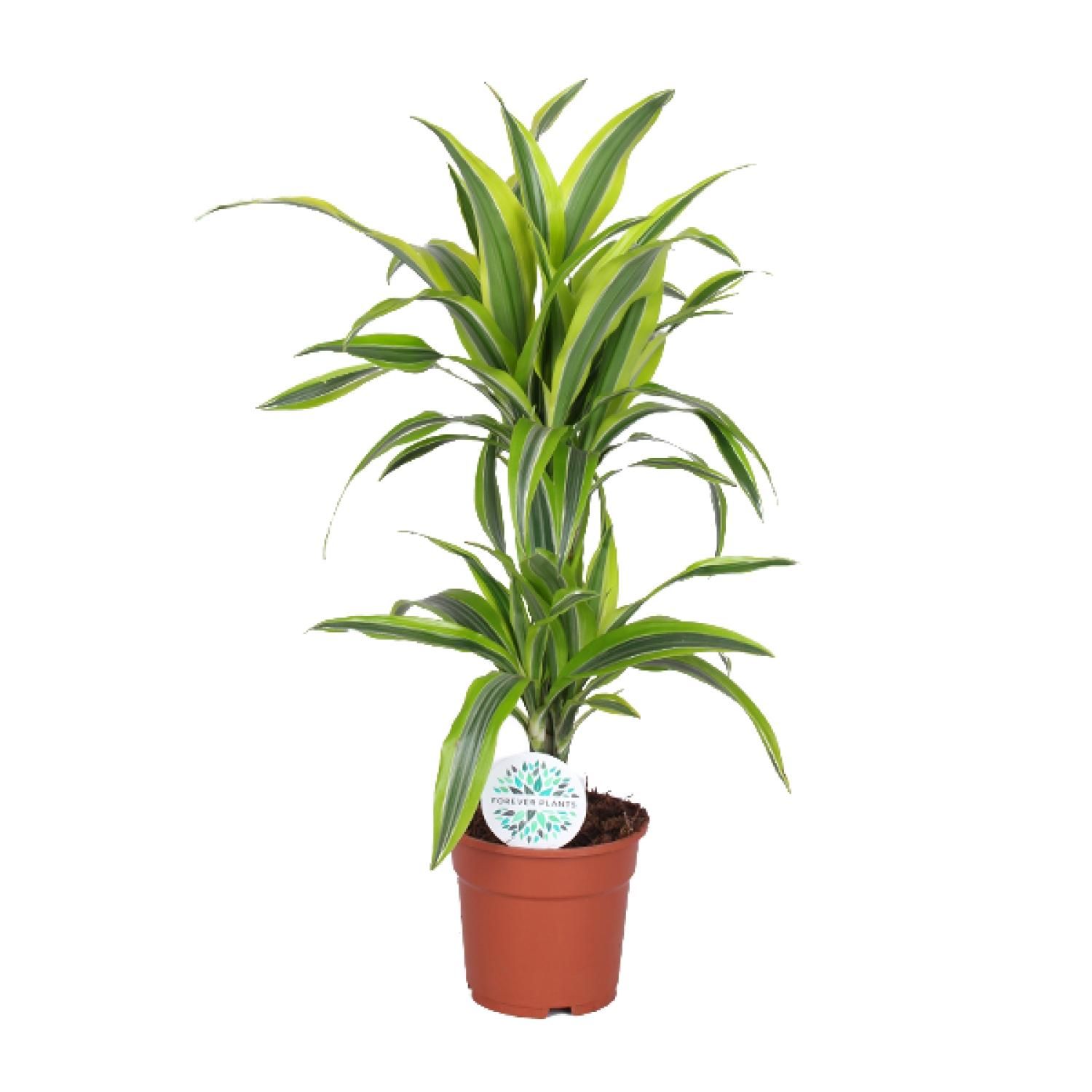 Dracaena Lemon Lime - Lebendige Zimmerpflanze mit Luftreinigender Wirkung