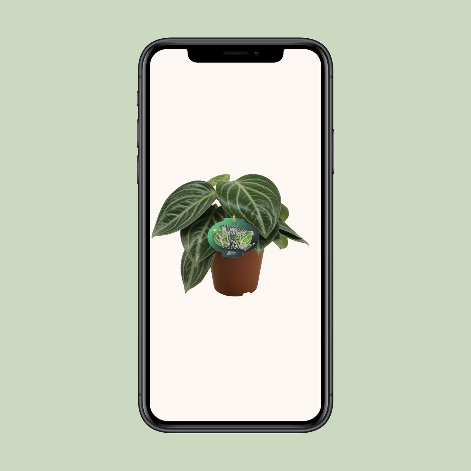 Peperomia Sarcophylla Zimmerpflanze