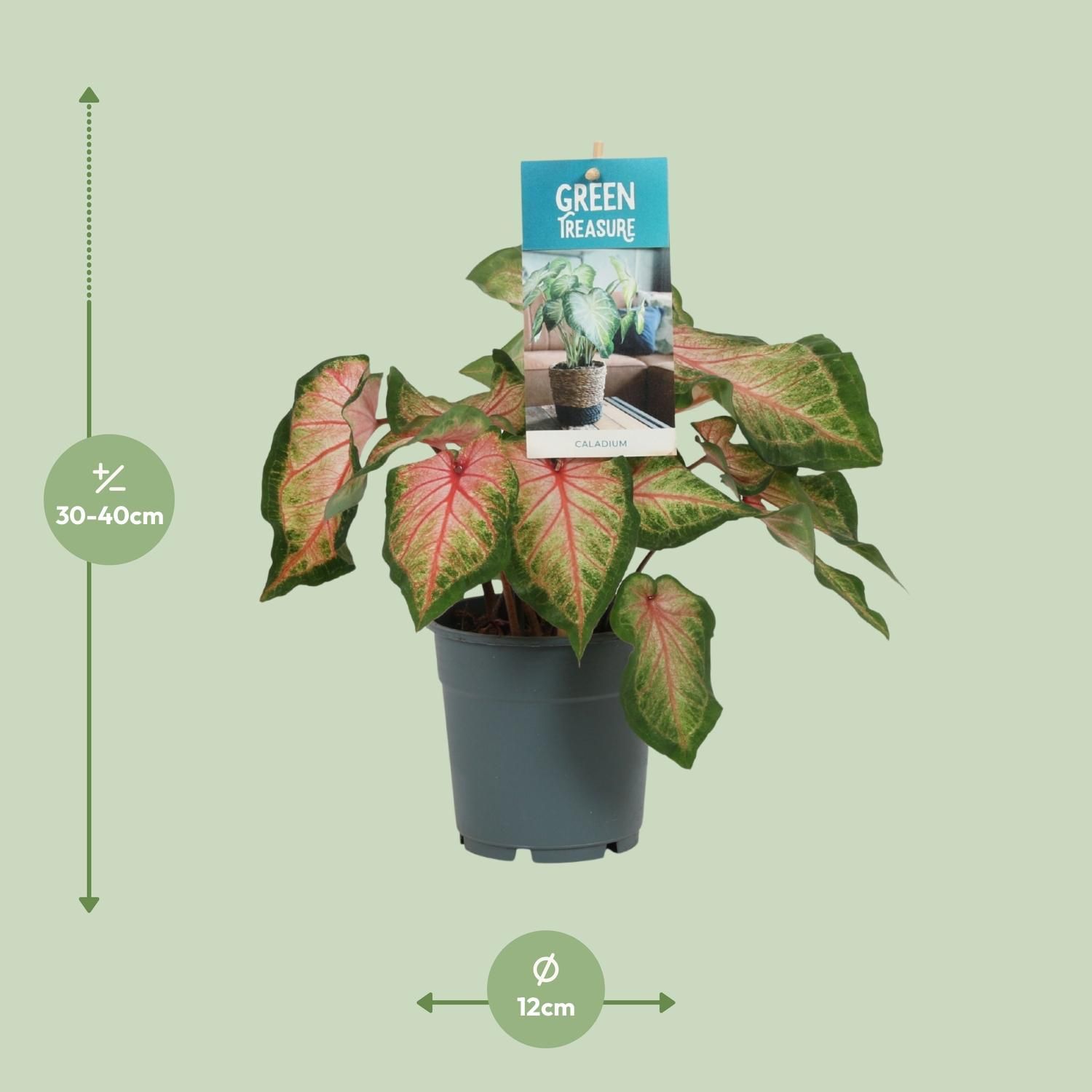 Caladium Zimmerpflanze mit rosa Blättern